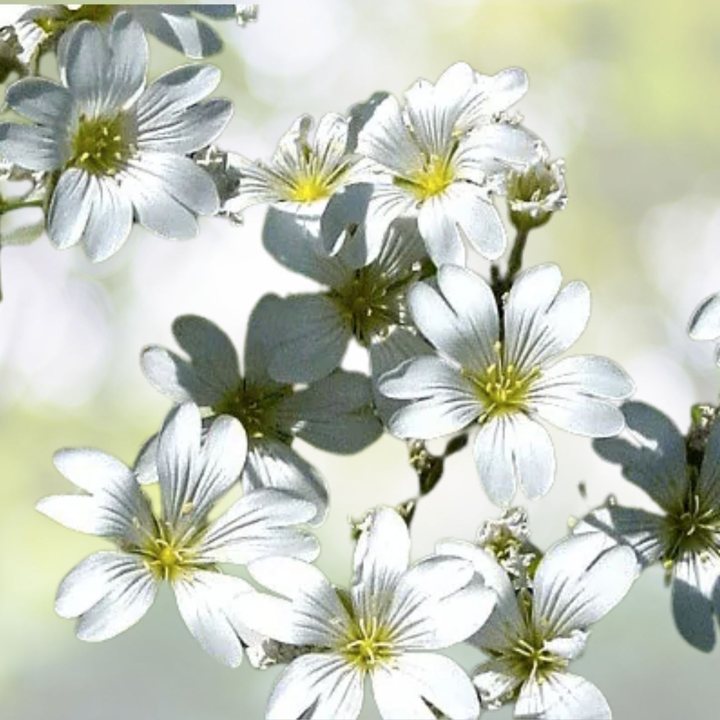 Snow In Summer Seeds - 200+ White Flower Perennial Ground Cover - Cerastium