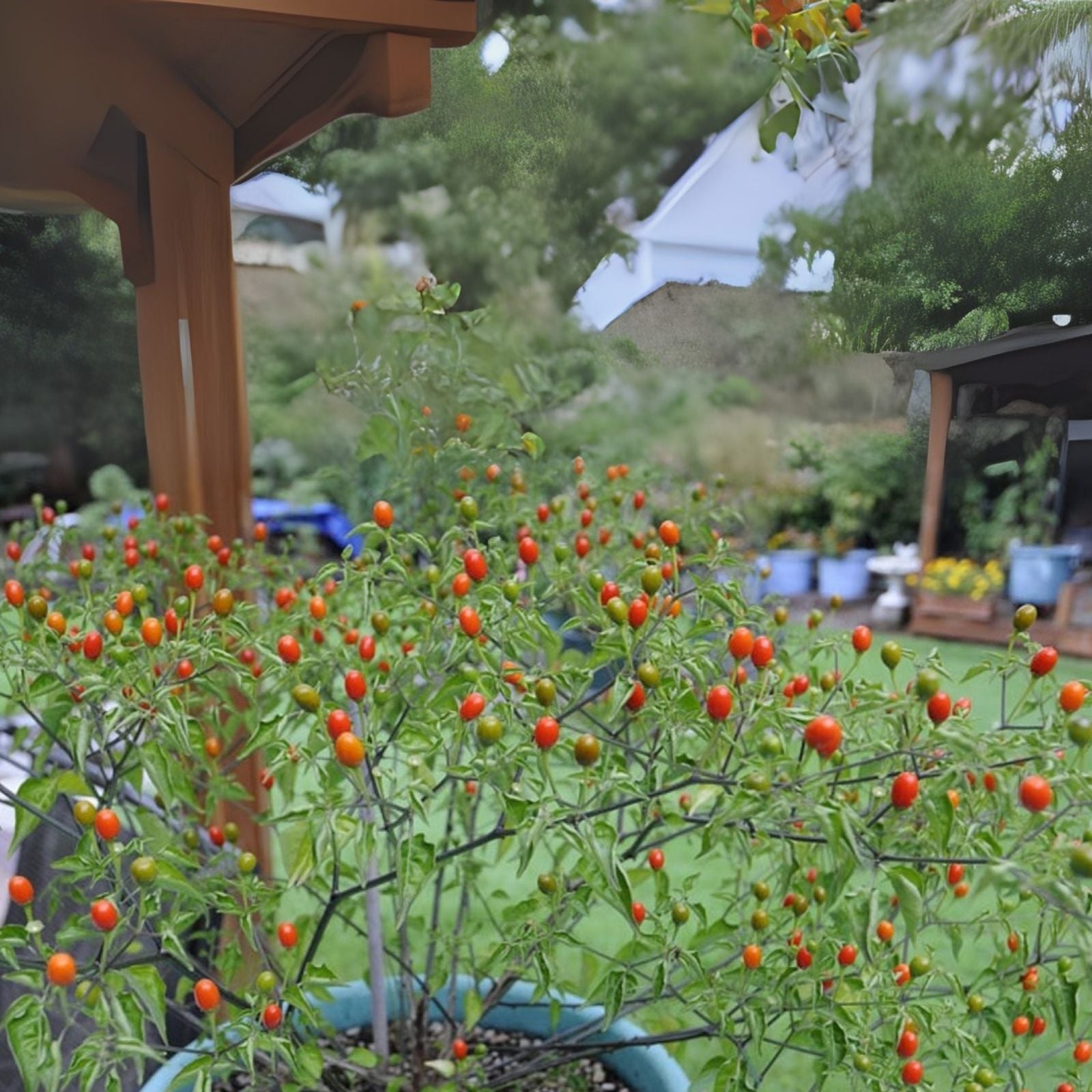Pequin Pepper Seeds 50+ Semillas de Chile Piquin Chipilquitin 50+ Capsicum annuum