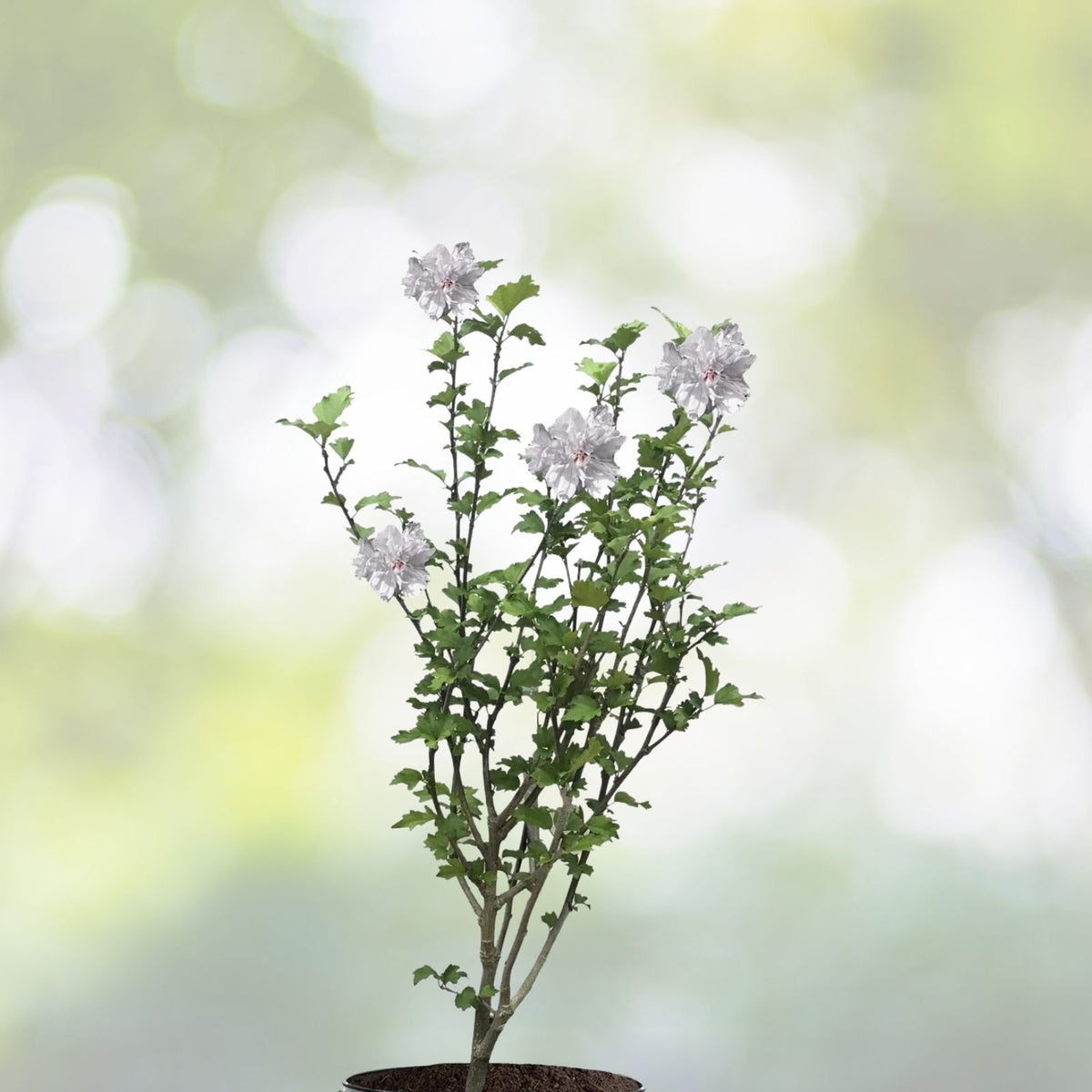 White Rose of Sharon Starter Plant | Hibiscus syriacus | Bare Root | Fast Growing, Low Maintenance