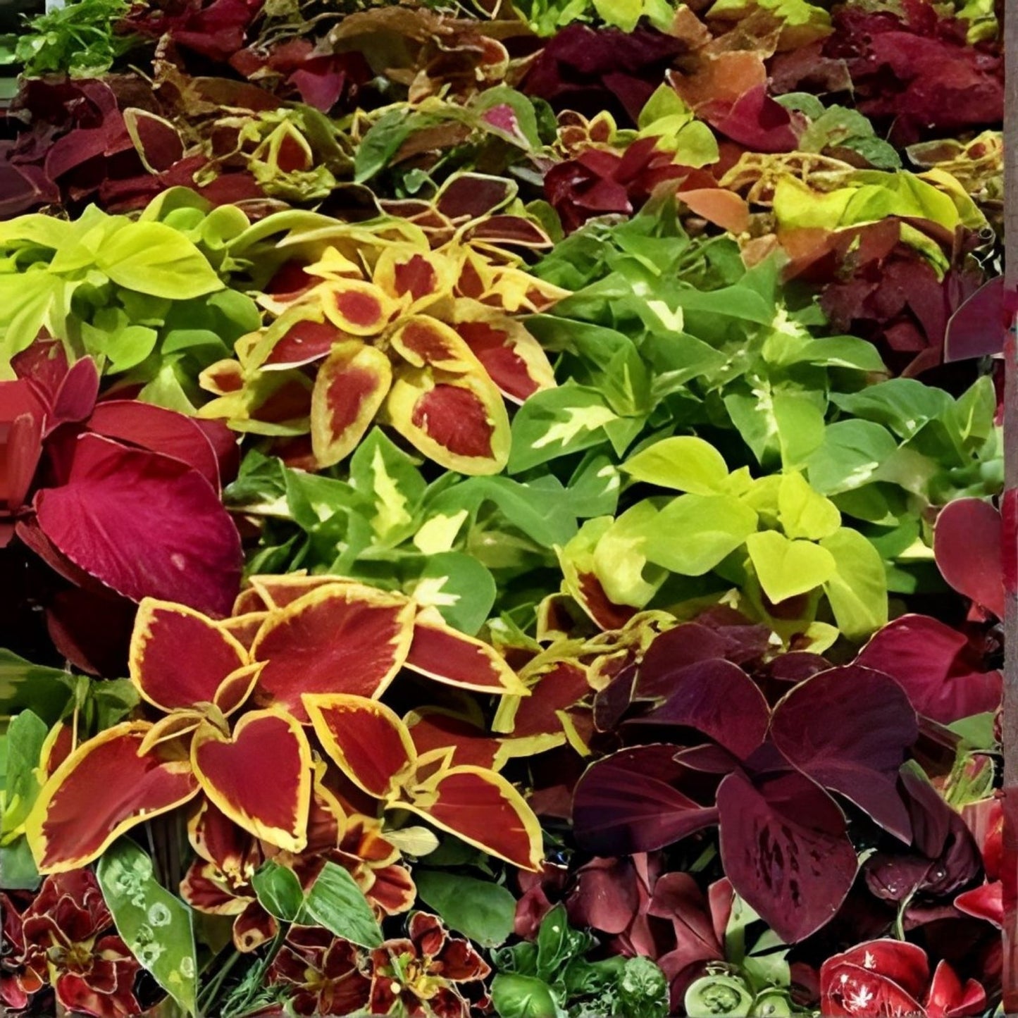 Vinca Seeds Set of 100 – Sunsplash Deep Pink Catharanthus roseus Flower Seeds for Garden, Patio, and Landscape Planting