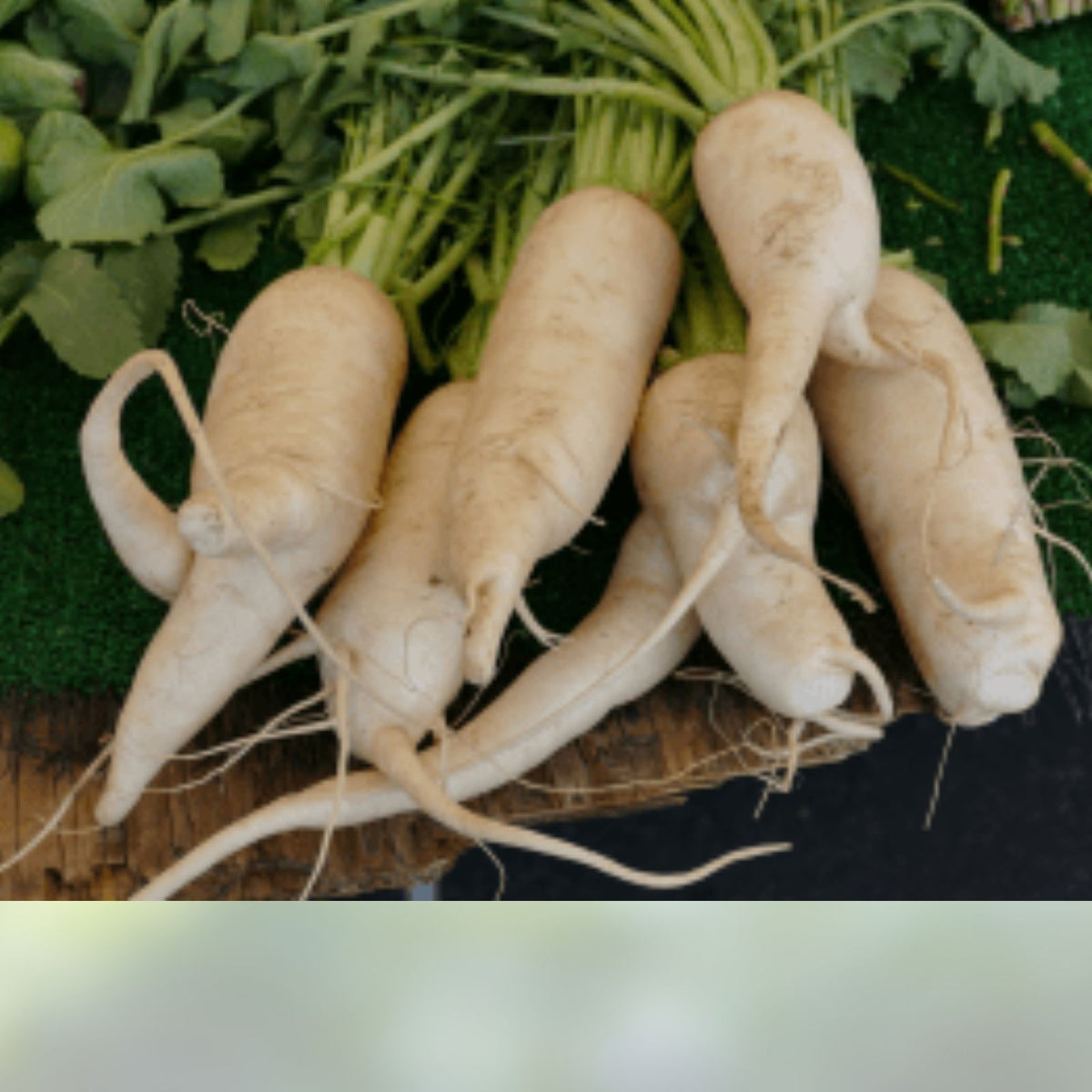 Heirloom Parsnip Seeds 25+ Organic Non-GMO Harris Model Pastinaca sativa for Planting