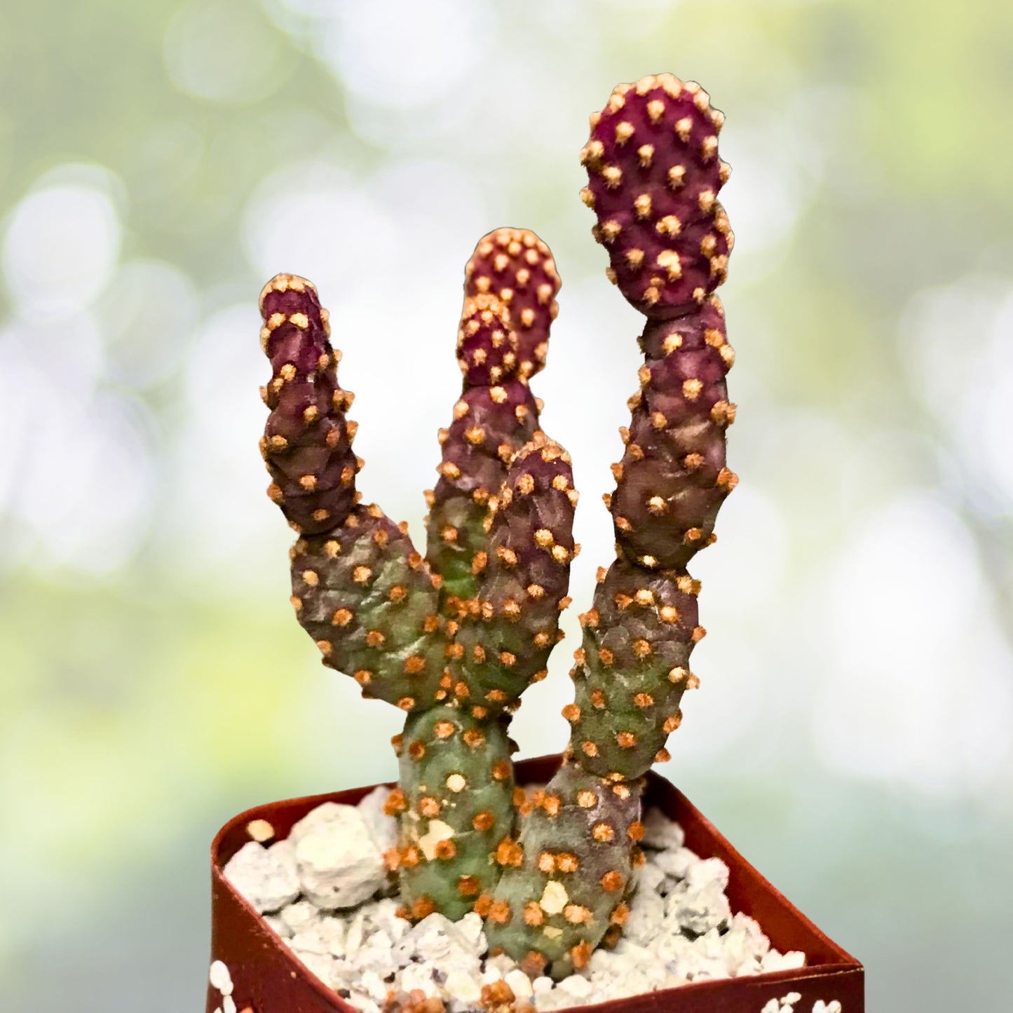 Mini Cinnamon Cactus 2" - Opuntia rufida minima - Reddish Brown Pads - Unique Terrarium Plant