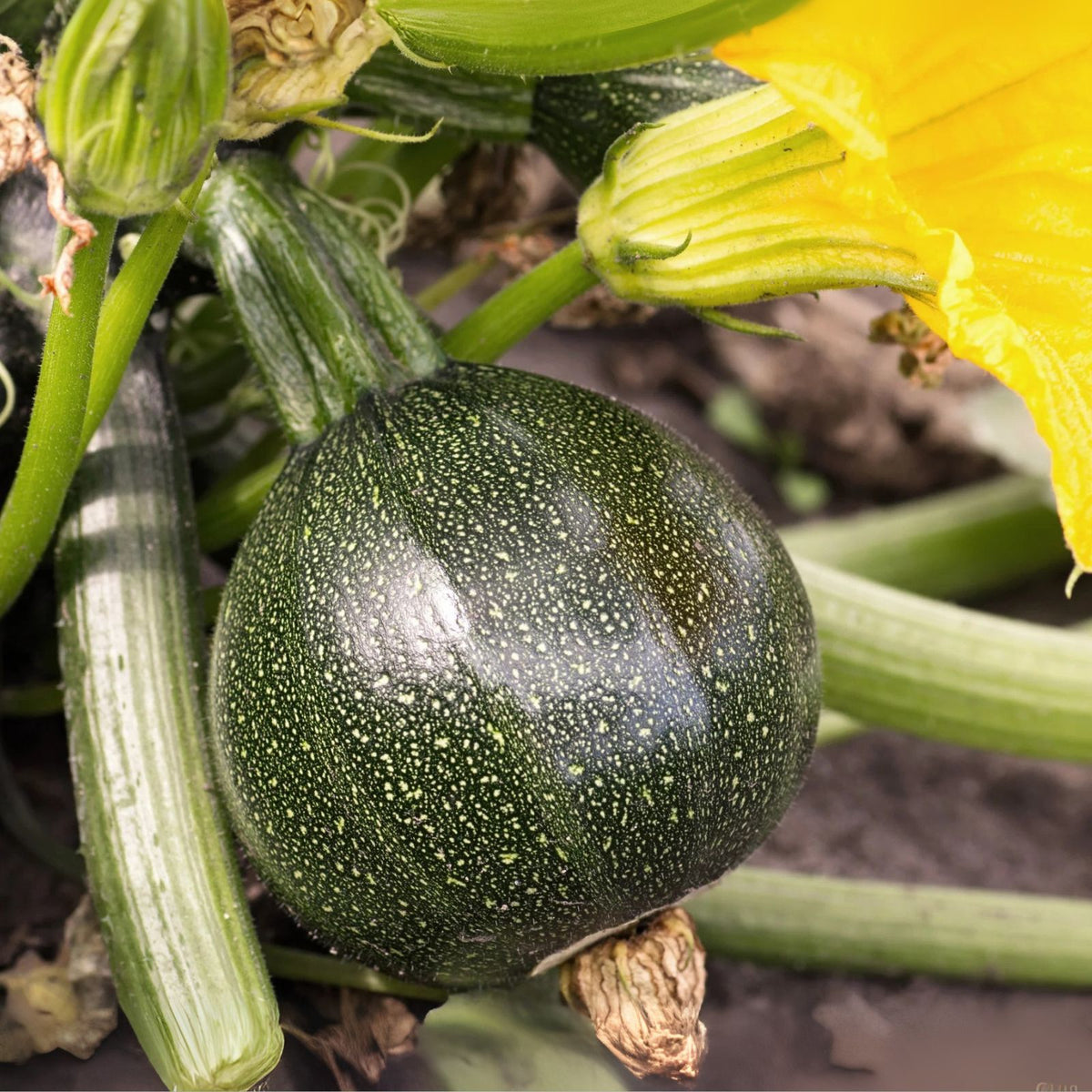 Round-Zucchini-Live-Plants-2-Pack-in-4-Inch-Pot-Round-Squash-for-Home-Gardening-Cucurbita-pepo