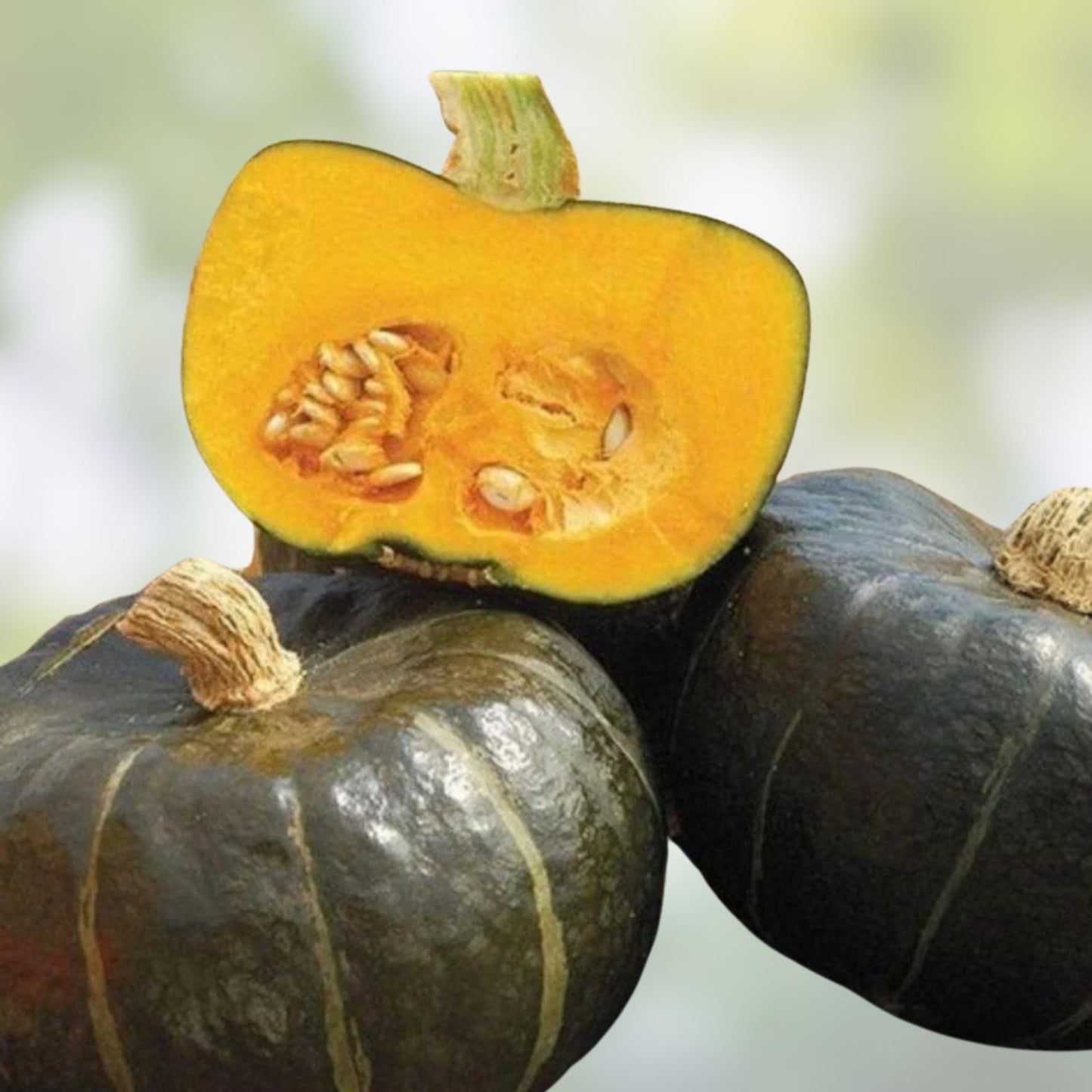 Organic Buttercup Winter Squash Seeds – 10 Seeds – Cucurbita maxima – USA Grown – Heirloom, Non-GMO, Gourmet Vegetable Seeds