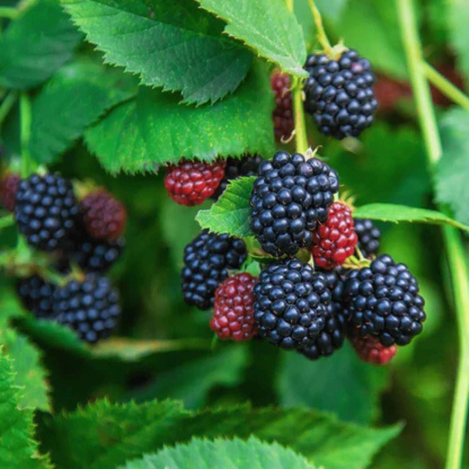 Organic Ouachita Thornless Blackberry Cuttings 6" Long 4 Pack Rubus fruticosus Thornless Blackberry Plants