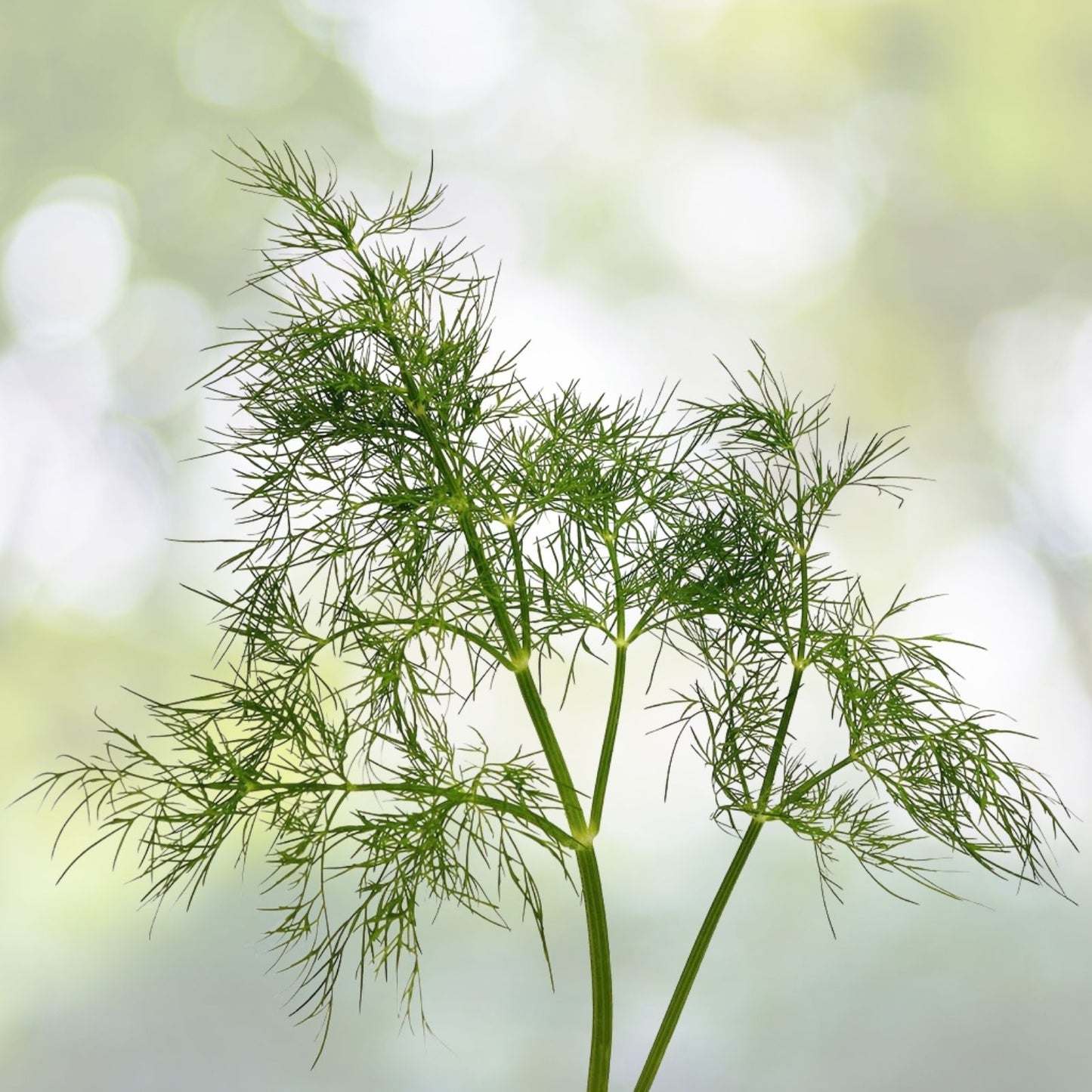 Bouquet Dill Seeds 200+ Count Fresh Garden Herb Anethum graveolens USA Organic