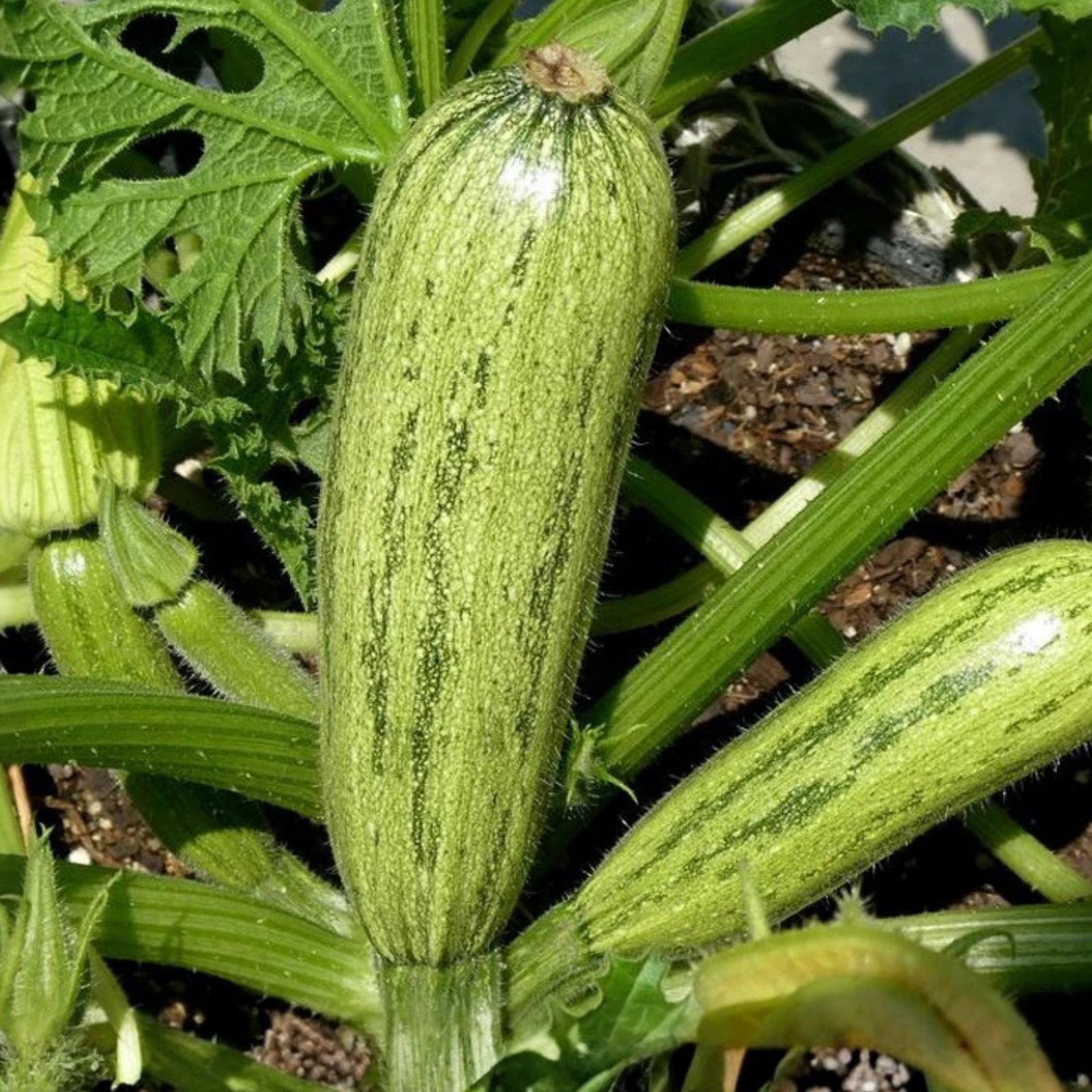 Caserta Squash Seeds for Planting - 10 Heirloom Cucurbita pepo Seeds, Gourmet Winter Squash, Organic Vegetable Seeds