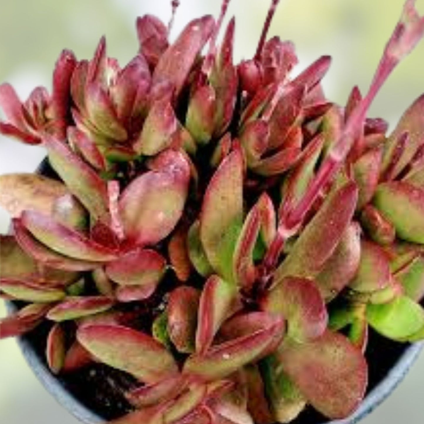 Crassula Clavata Succulent Live Plant 4" Bare Roots, Drought-Tolerant Houseplant, Easy Care Garden Decor