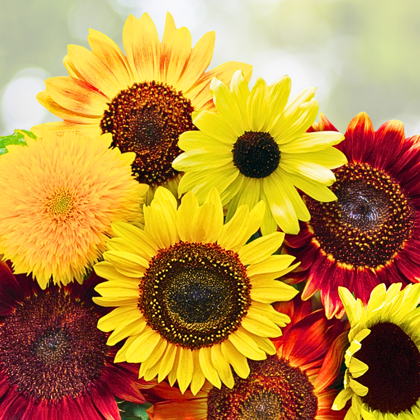 Sunflower Seeds Bulk Pack - SUNNY Mix Non-GMO for Hummingbirds - 250 Seeds - Helianthus annuus