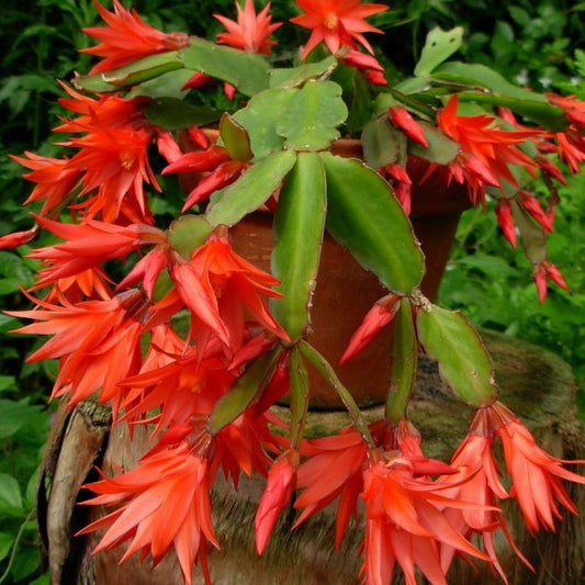 Epiphyllum Orchid Cactus Cutting 6-10" Magenta Blooms Fresh Plant Propagation Epiphyllum spp.