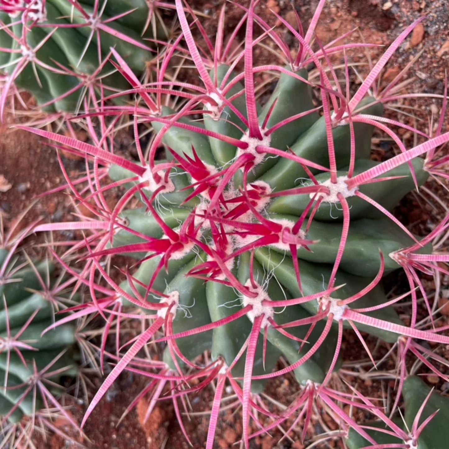 Live Rooted Cactus Plant – Densely-Spined Club Cholla – Grusonia densispina – Unique Succulent for Home or Garden