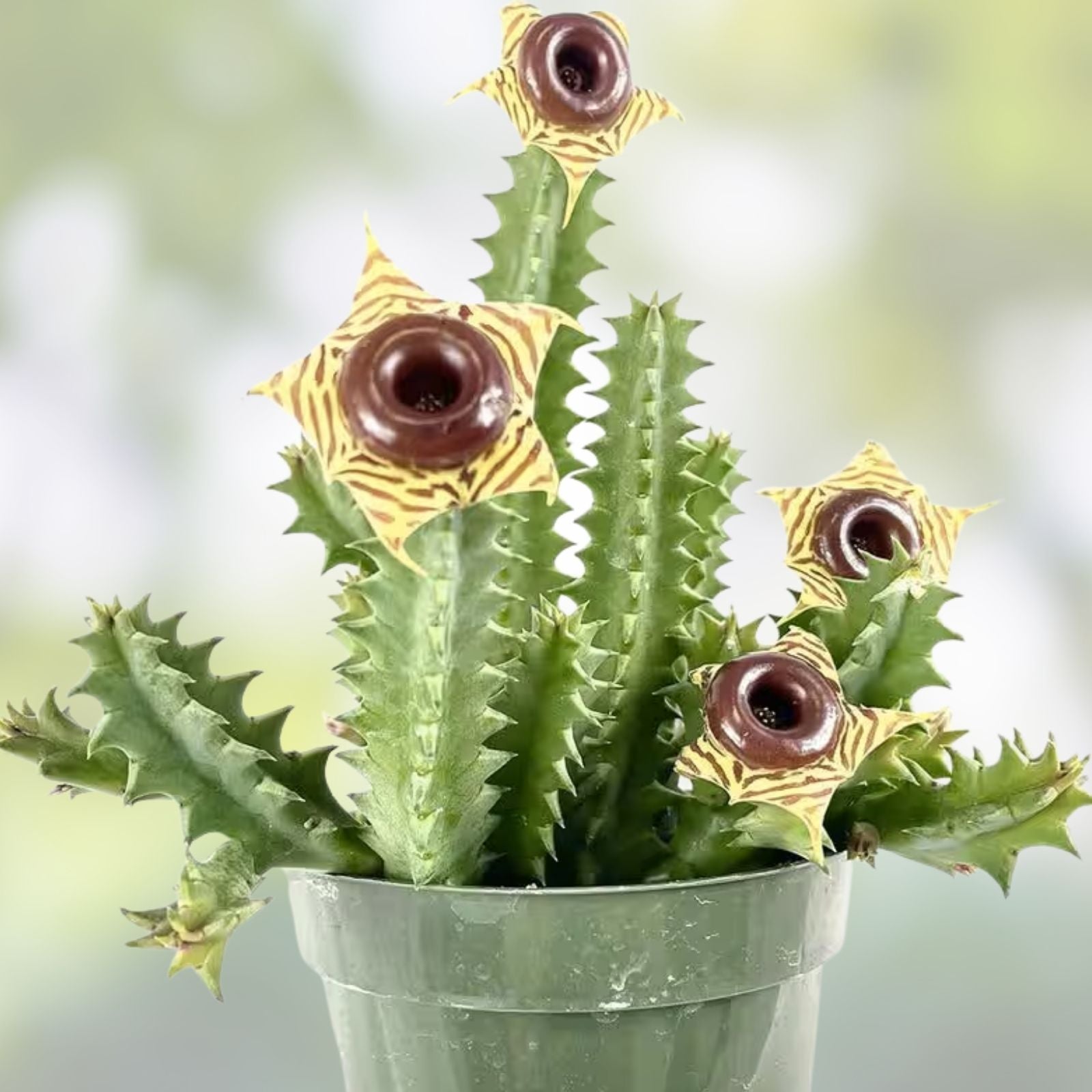 Huernia Pendula Cutting - Bootlace Huernia Succulent Plant - 4-5 Inches - Unique Houseplant - Easy Care Cactus Alternative