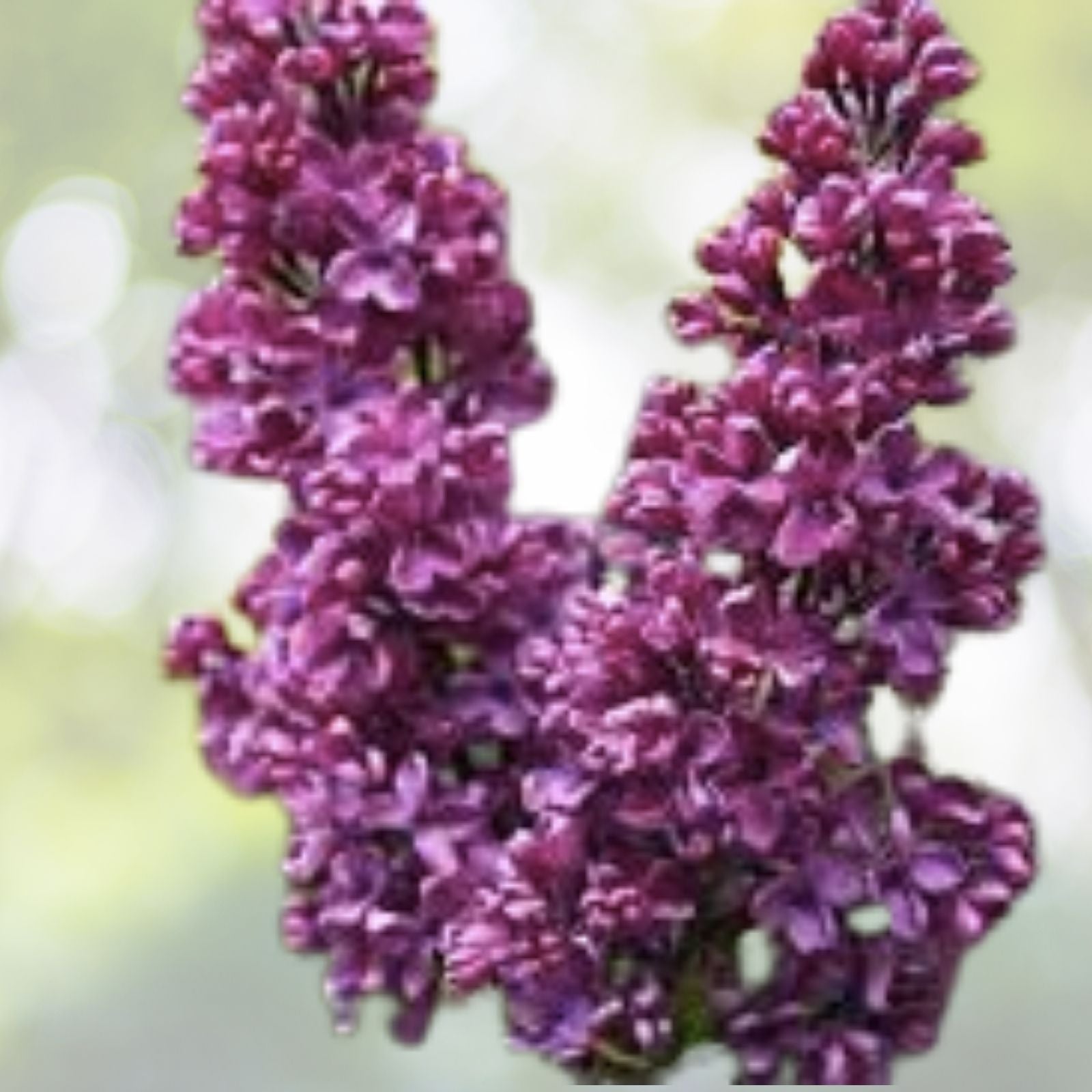 Purple Lilac Shrub Seeds | 20 Count | Syringa villosa | Fragrant Flowering Plant for Gardens