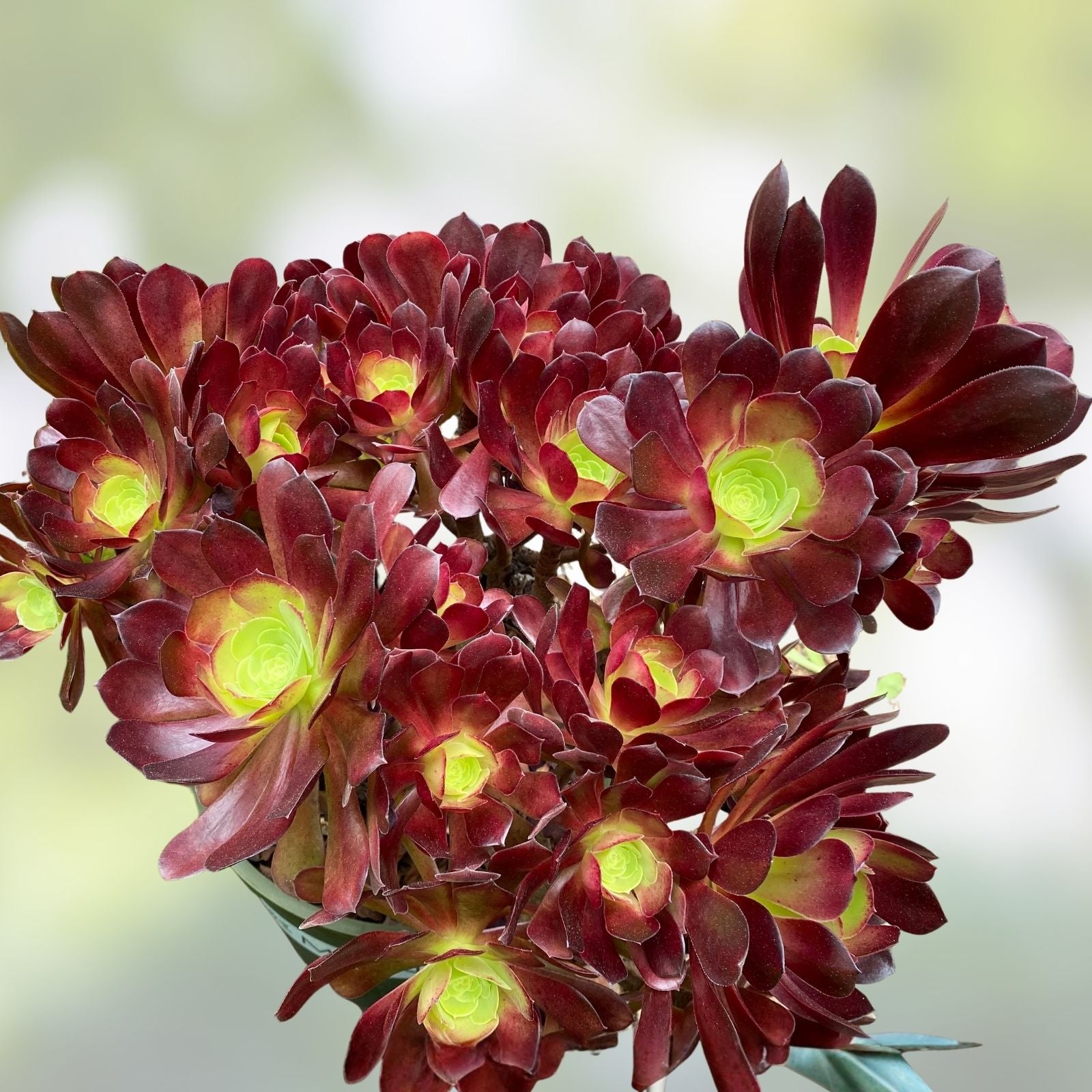 Large Aeonium Velour Succulent Cutting - Variegated Indoor Plant for Garden Decor - Aeonium arboreum 'Velour'