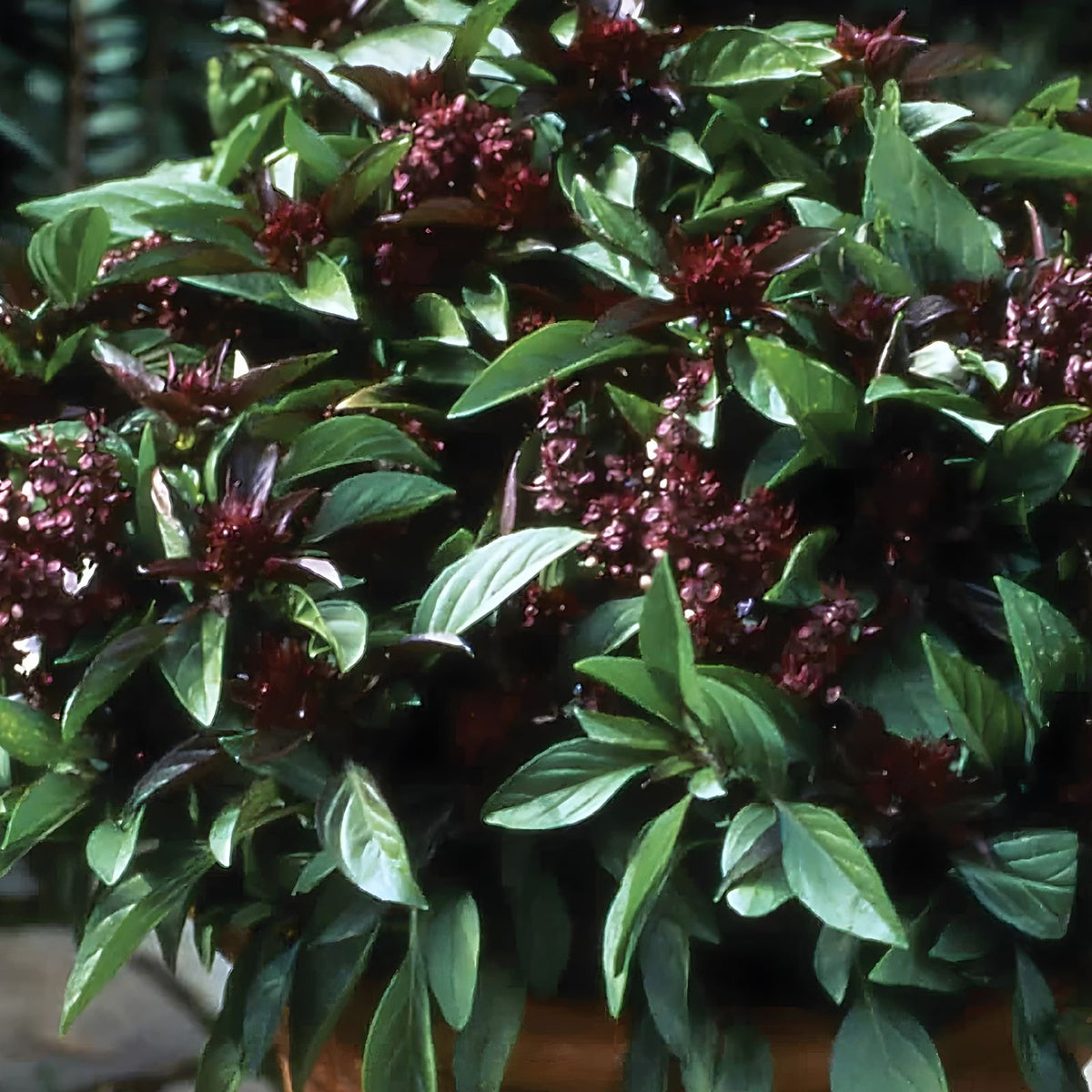 Siam Queen Basil Seeds - 50+ Seeds - High-Yielding Annual Herb - Ocimum basilicum - Perfect for Spring Planting