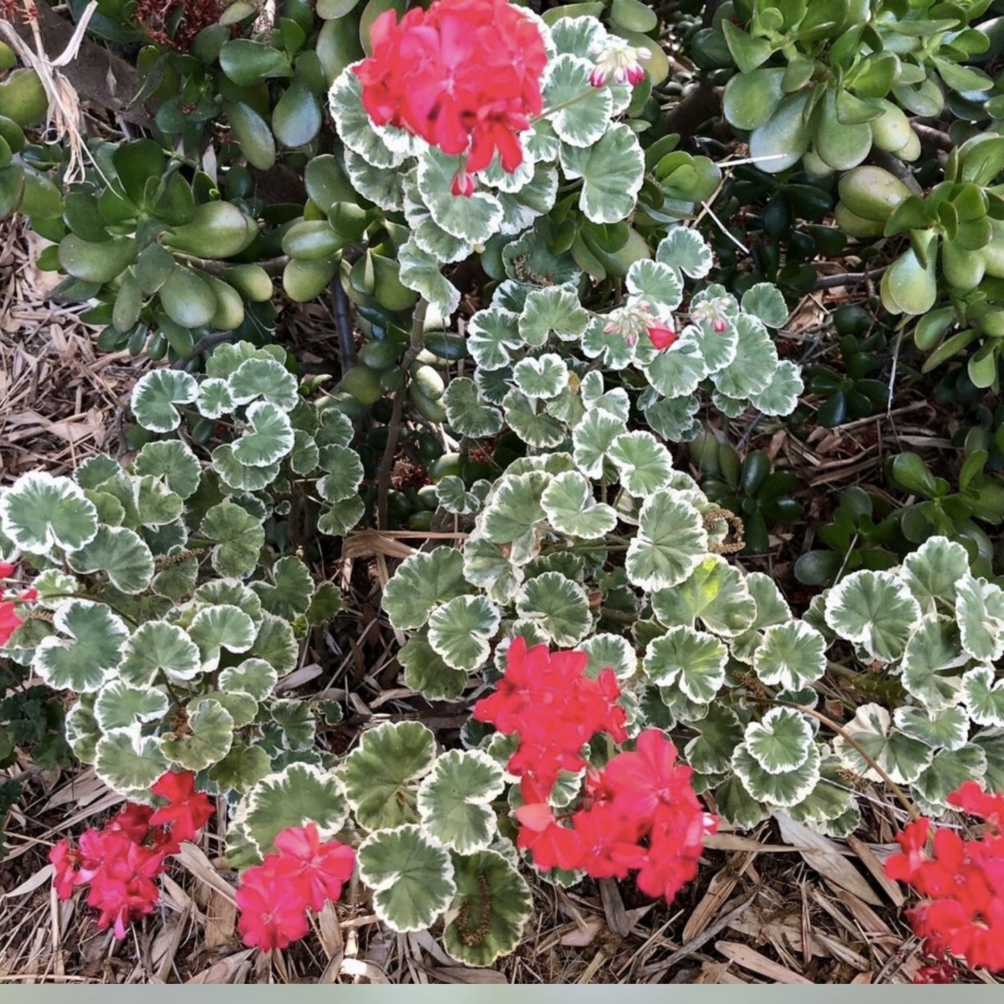 Variegated Pelargonium Zonal Geranium Live Plant 6" Starter Cutting - Rare Variety - Indoor Garden Plant