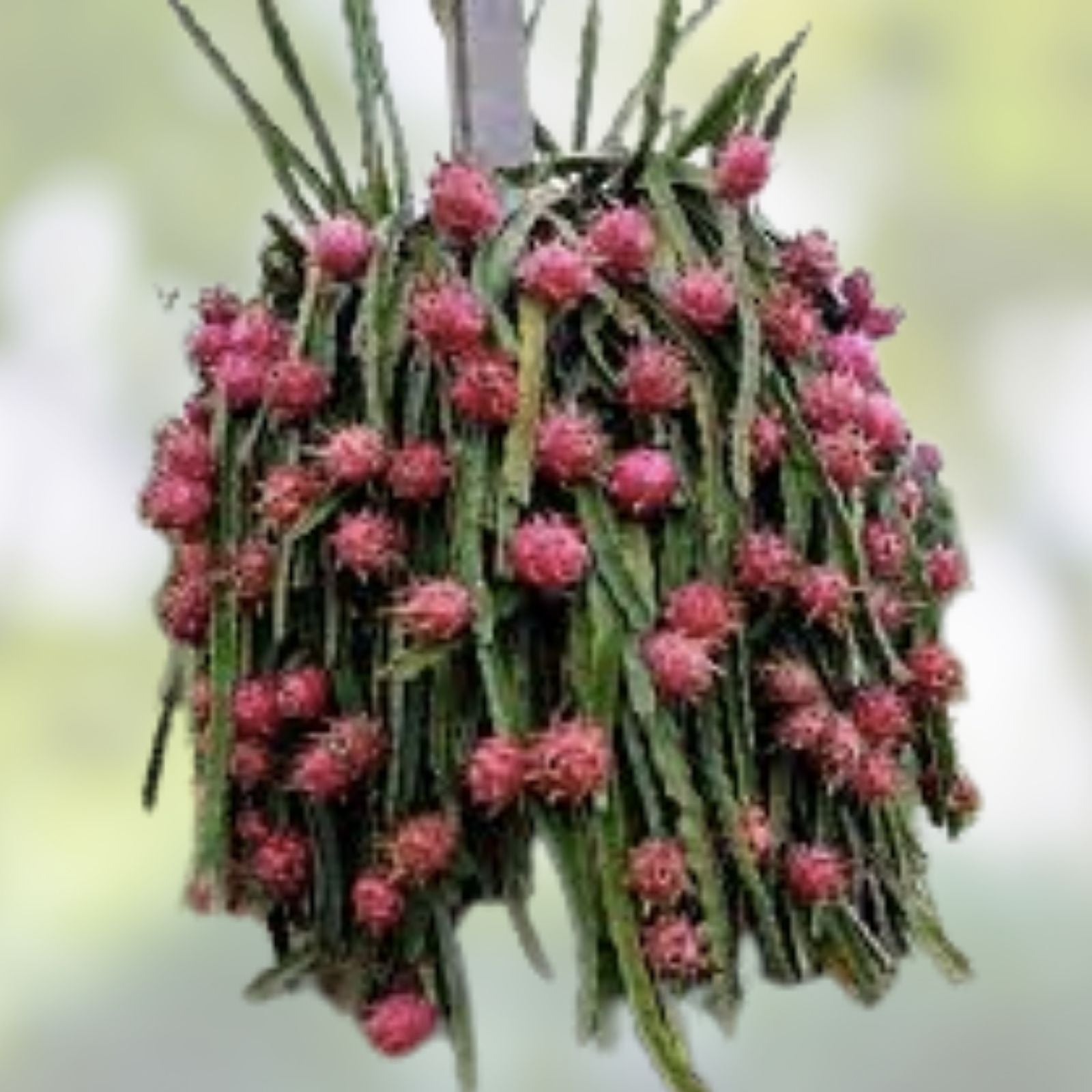 Desert King Dragon Fruit Cutting 15-18 Inches - Hylocereus undatus - Edible Fruit Cactus Plant for Garden or Indoor Growing