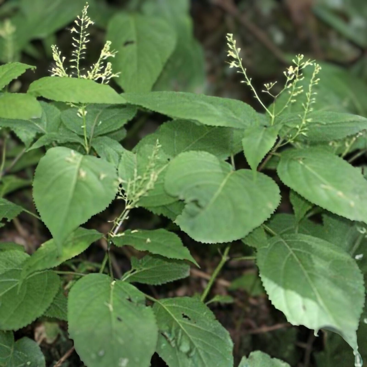 Stone Root Plant Bare Root 10-Pack, Native Medicinal Wildflower, Collinsonia canadensis, Perennial Herb