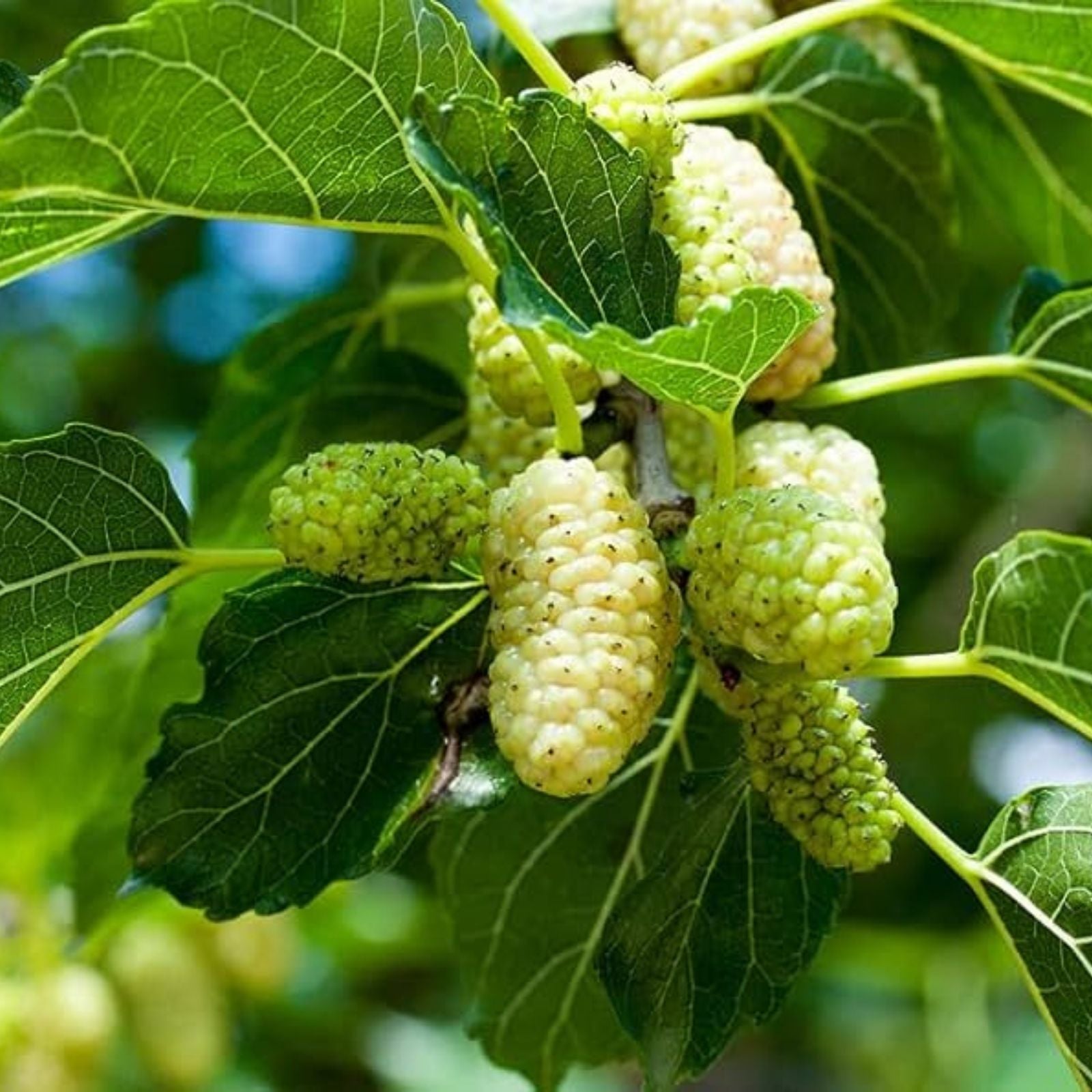 50+ White Mulberry Tree Seeds – Morus Alba – Non-GMO Organic Seeds for Planting, Fresh and Heirloom