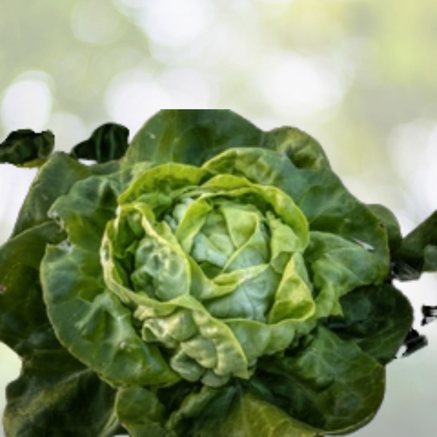 Buttercrunch Lettuce Seeds - 1100+ Non-GMO Heirloom Vegetable Seeds - Lactuca sativa