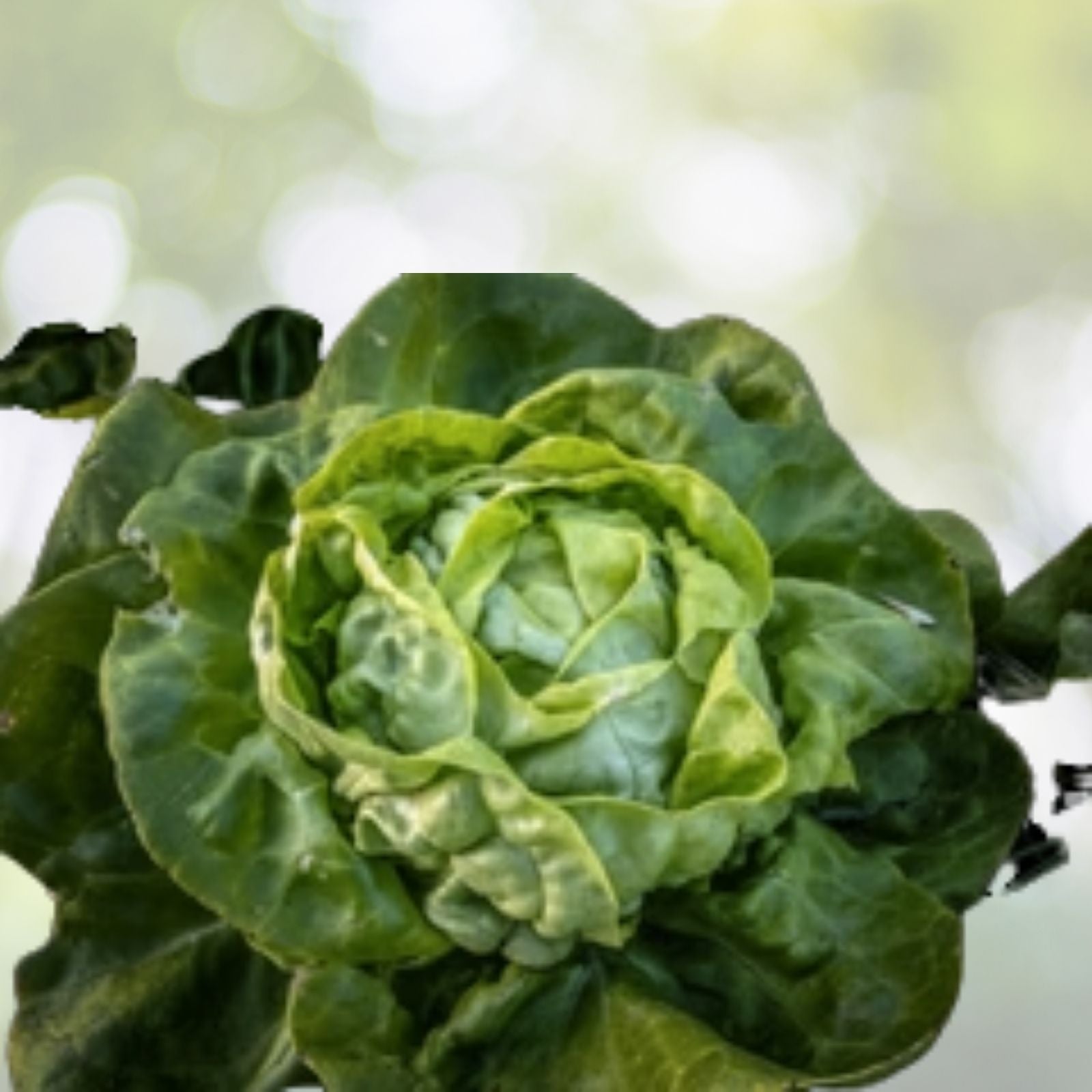 Buttercrunch Lettuce Seeds - 1100+ Non-GMO Heirloom Vegetable Seeds - Lactuca sativa