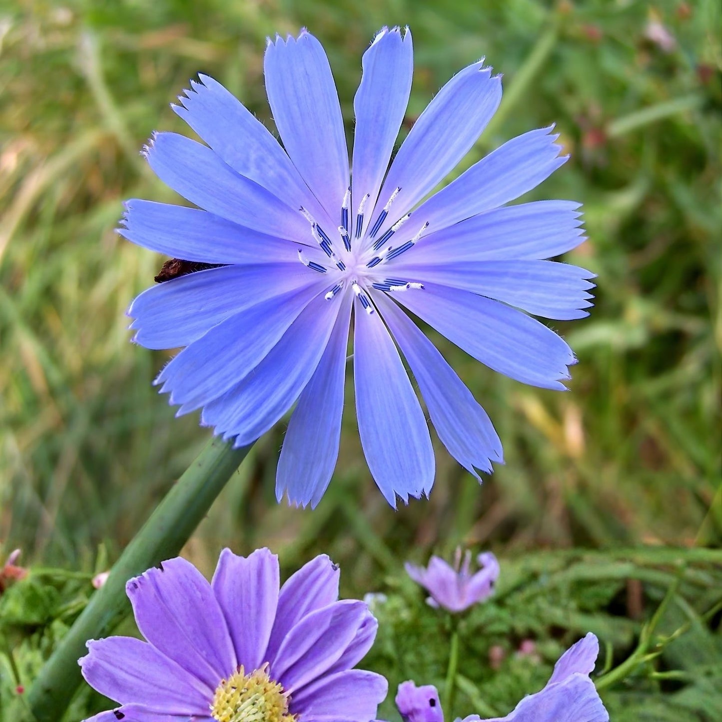 Wildflower Seeds for Planting - 2,000 Seeds - Chickroy Variety - Wildlife Food & Pollinator Friendly - Various Colors