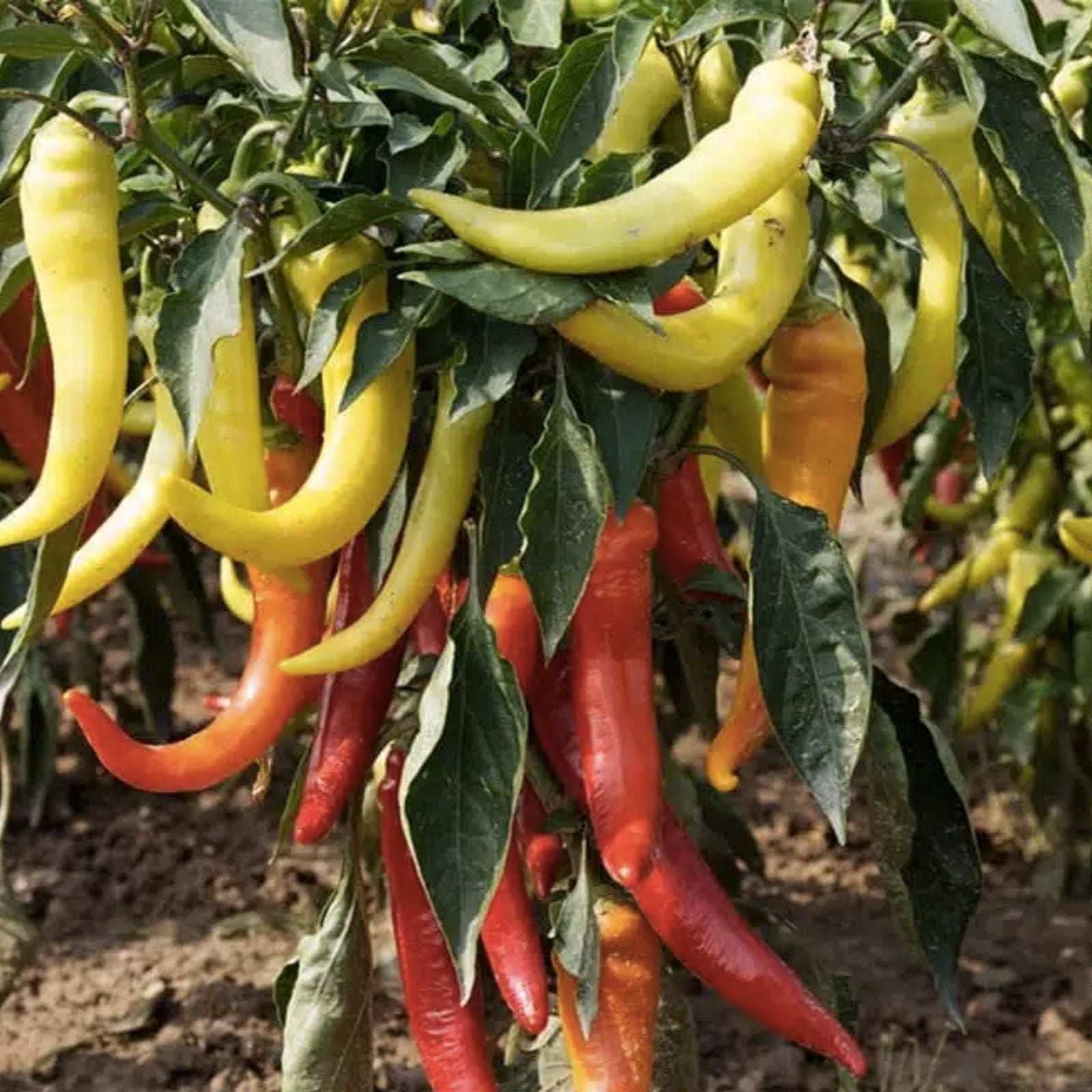 Banana Pepper Seeds 100 Count | Yellow Pepper for Cooking and Seasoning | Capsicum annuum