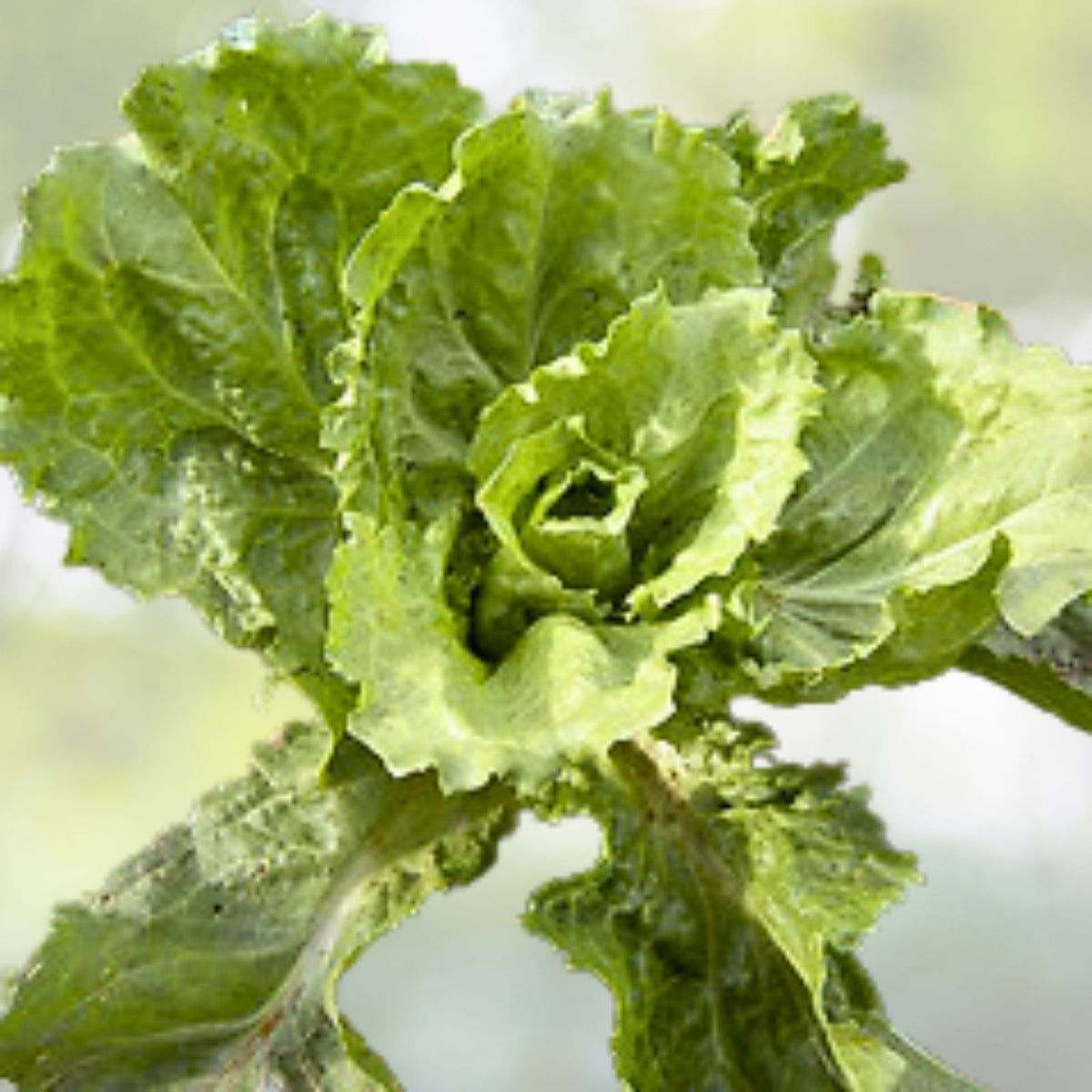 Sugar Loaf Endive Seeds | Heirloom NON-GMO | Fresh Garden Seeds | Cichorium endivia