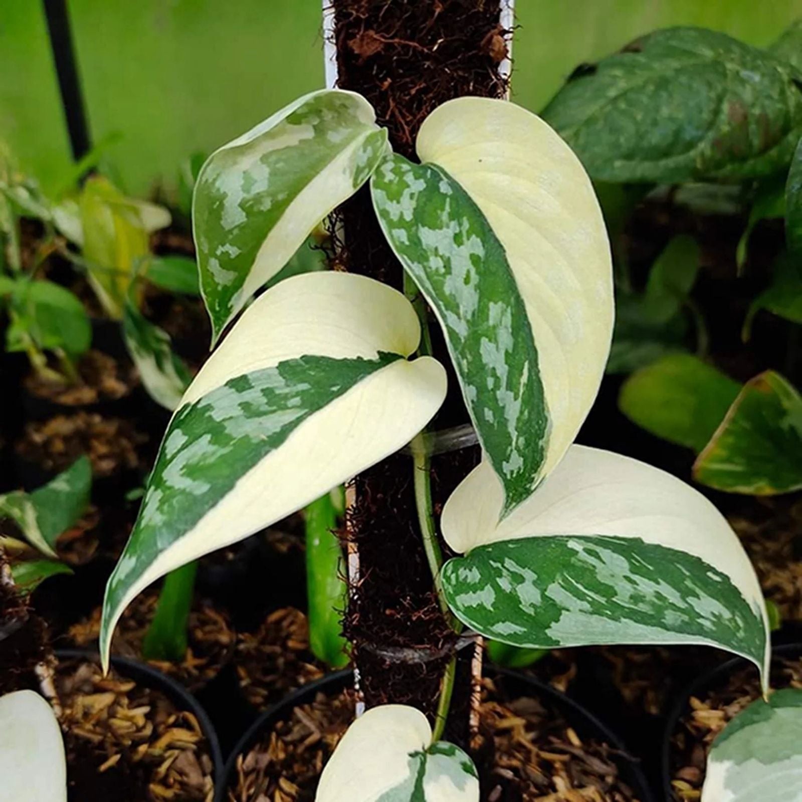 Scindapsus Mayari Rooted Cuttings - Low Variegation Indoor Houseplant - Easy Care Plant for Home Decor