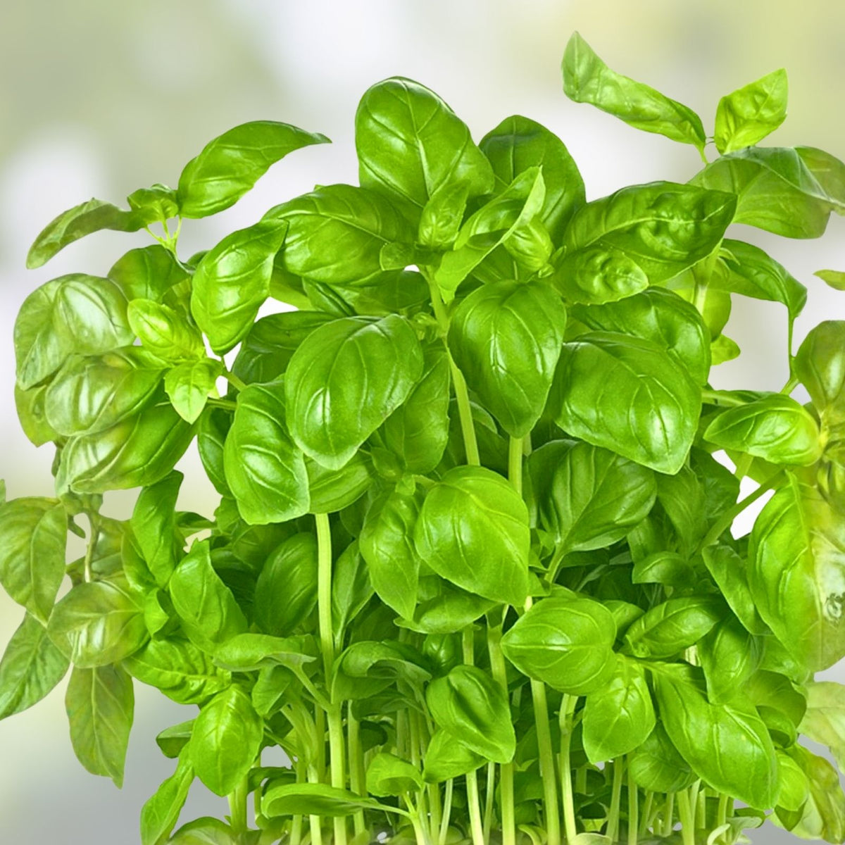 Italian Large Leaf Basil Seeds - 50 Heirloom Non-GMO Seeds - Ocimum basilicum - Culinary Herb for Gardening and Cooking