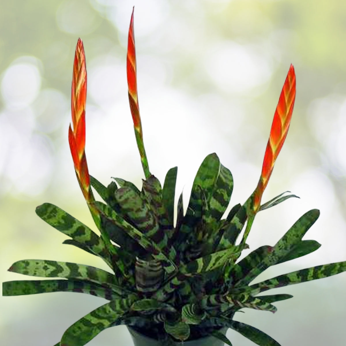 Bromeliad Plant 4" Pot Vriesea Splenreit - Tropical Indoor Houseplant, Air Purifying, Easy Care Live Plant