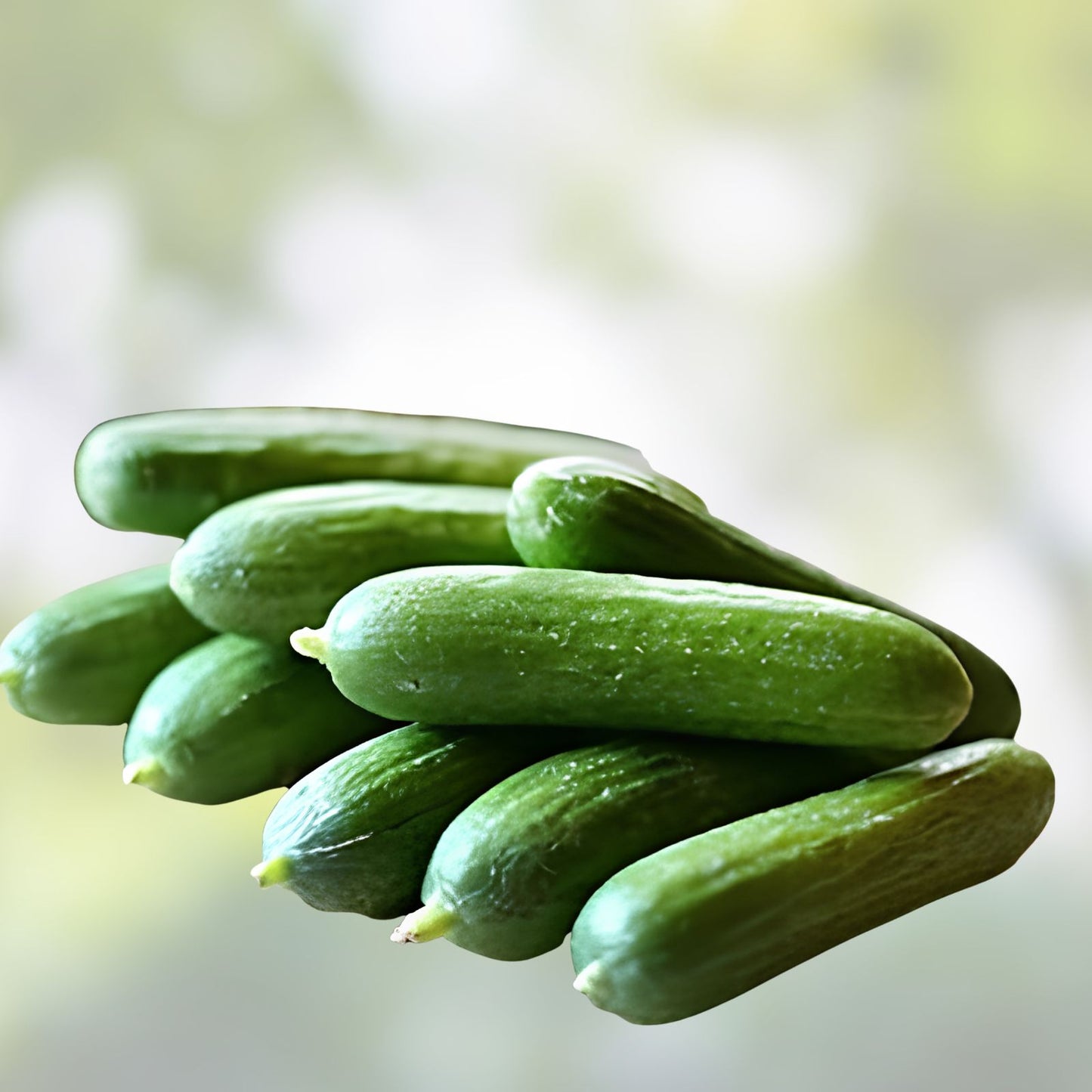 Alpha Cucumber Seeds 30 Pack – Persian Beit Alpha Lebanese Cucumis sativus Vegetable Seeds for Planting
