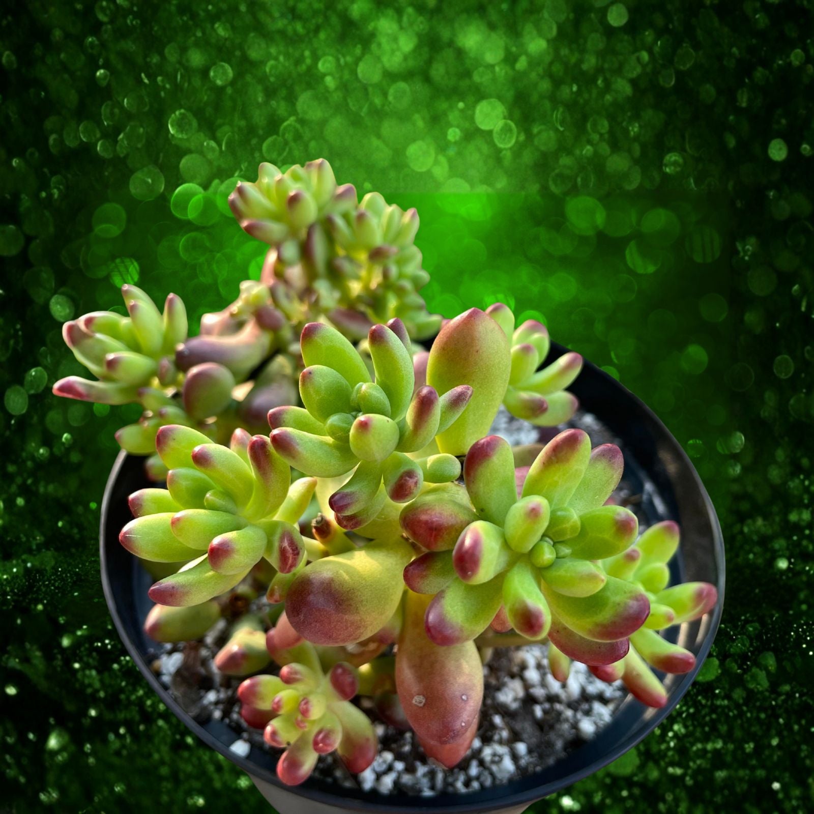 Sedum Salsa Starter Plant 4-inch Pot Drought-Tolerant Ground Cover Sedum spp. Hardy Indoor Outdoor Plant