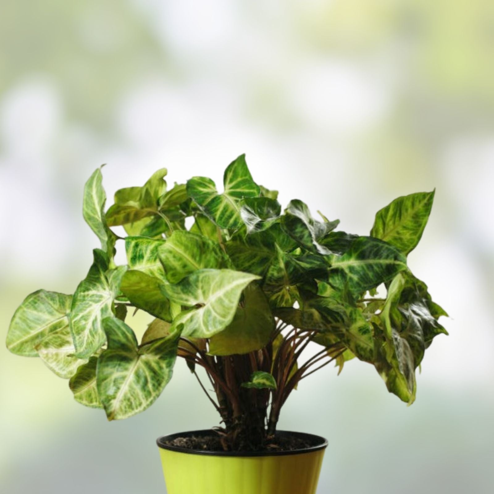 20 Rooted Arrowhead Vine Cuttings - Syngonium Podophyllum Indoor Houseplant Propagation Material