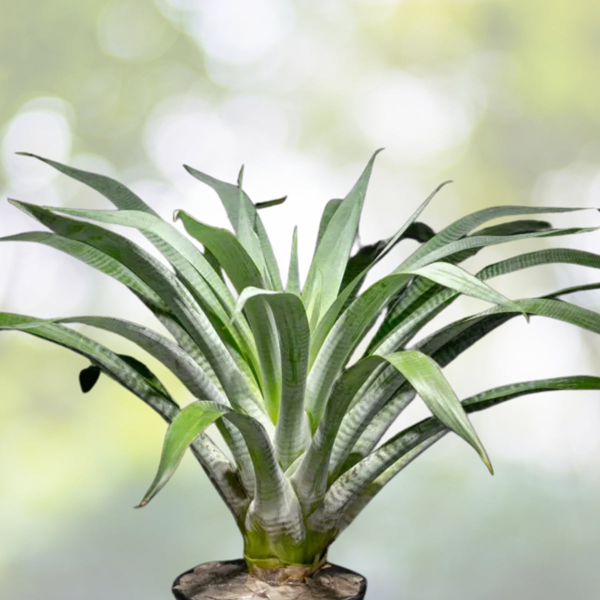 Bromeliad Plant 9" Pot Alcantarea Odorata Silver-Dusted Foliage for Interior & Landscape Decor