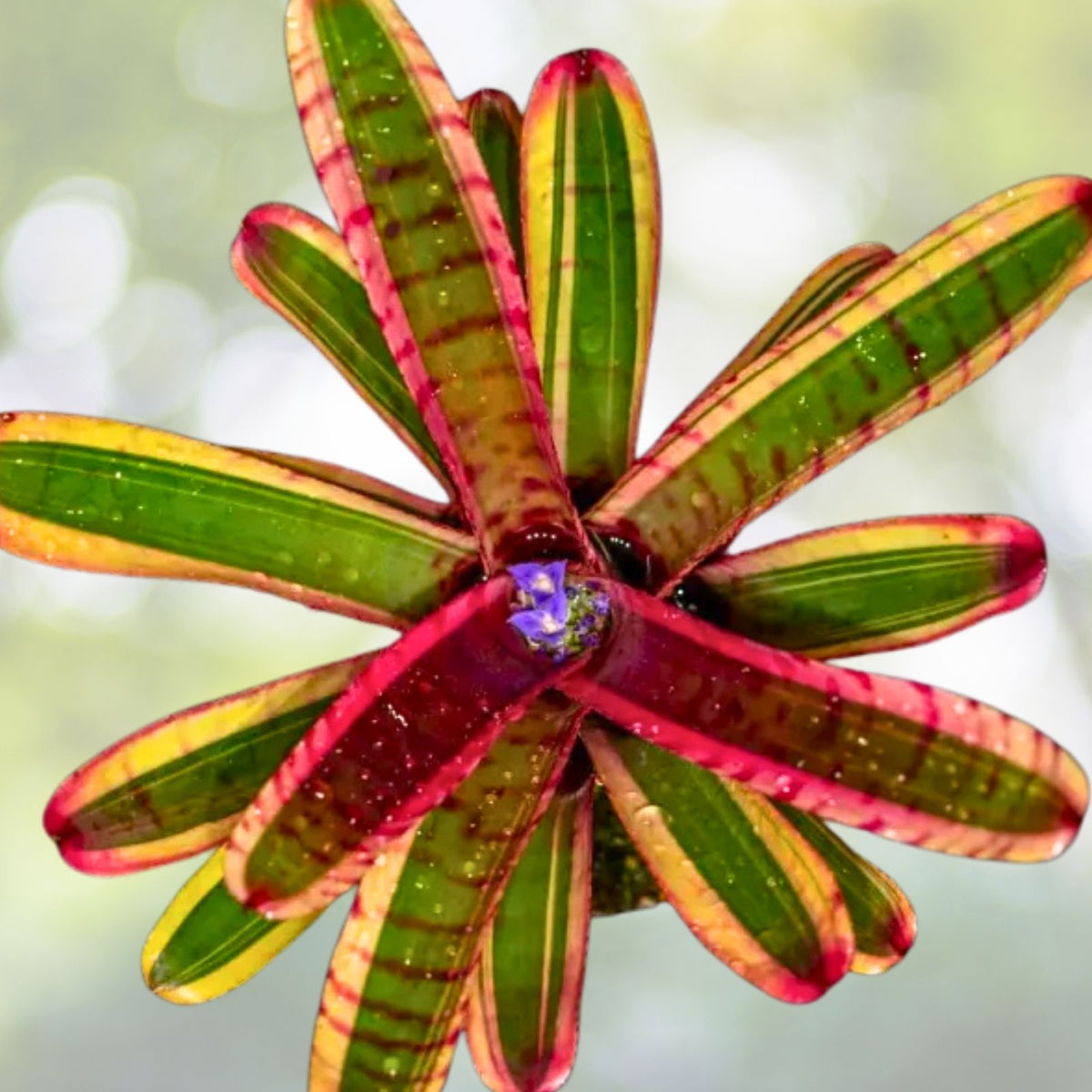 Neoregelia Gismo Bromeliad Plant in 4" Pot | Tropical Houseplant for Indoor Gardening | Neoregalia Gismo