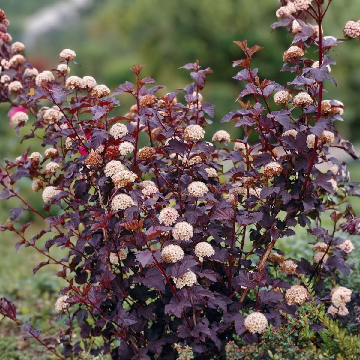 Ninebark Shrubs - 12-18in Ornamental Plants - Physocarpus opulifolius - Set of 3 Deciduous Landscape Bushes