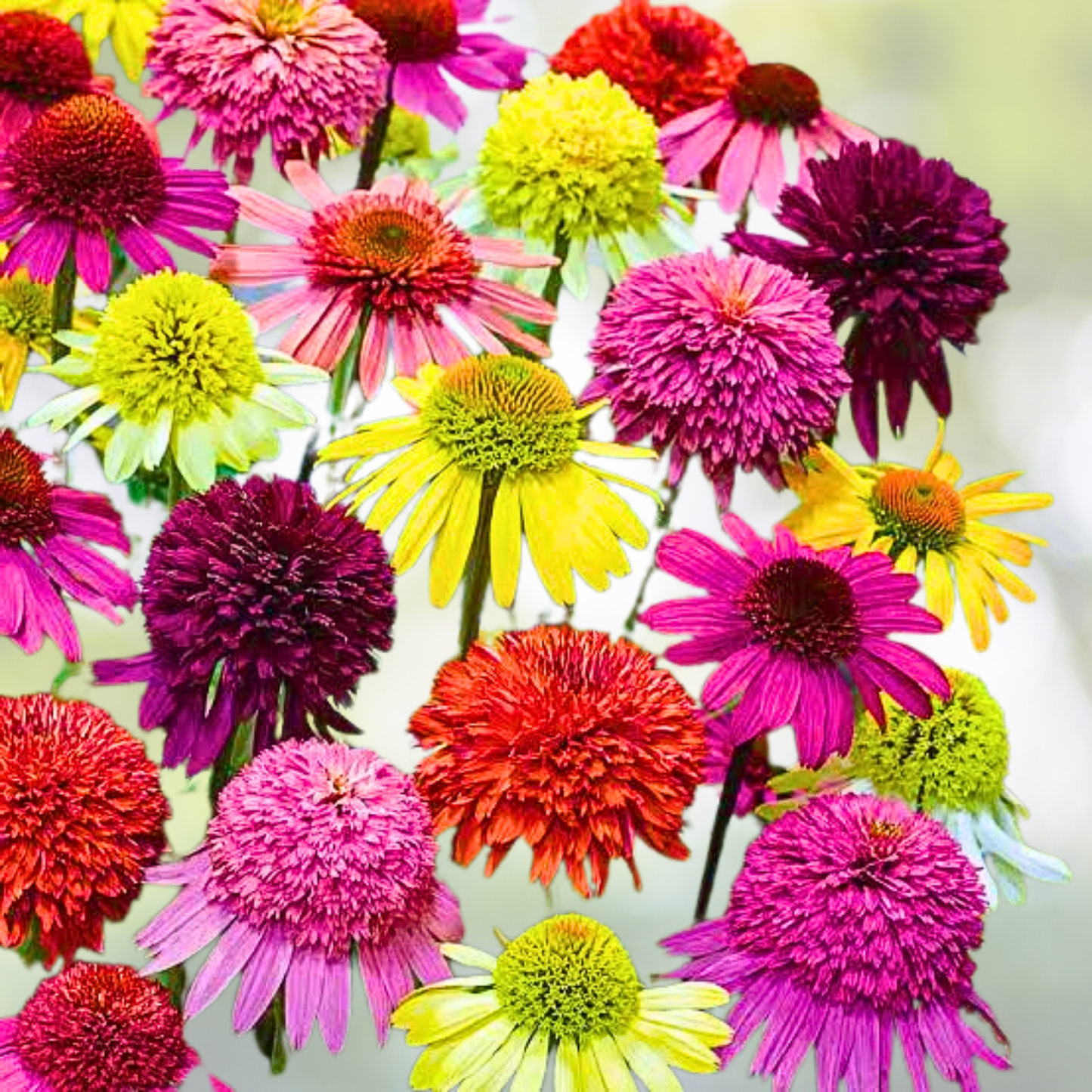Coneflower Mix Seeds - Landscaper's Pack, Echinacea Perennials, 1500+ Seeds, Ideal for Garden Design