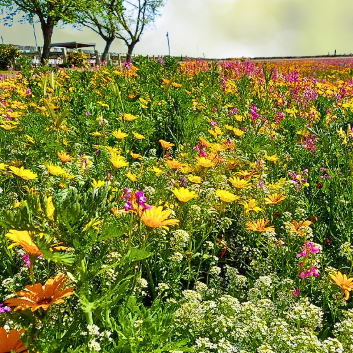 Wildflower Mix 1000 Seeds Dry Area Mix Perennials Full Sun Pollinators Non-GMO - Ideal for Gardens and Landscapes