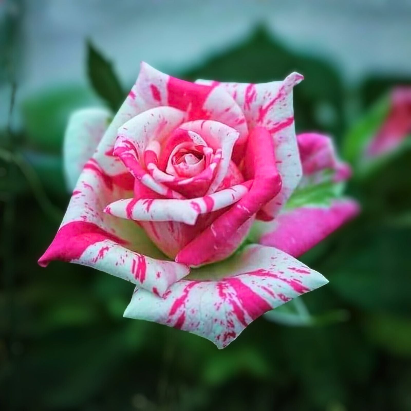 Pink-White Variegated Fragrant Rose Cuttings, 6-Inch Logs, No Roots, Rosa spp.