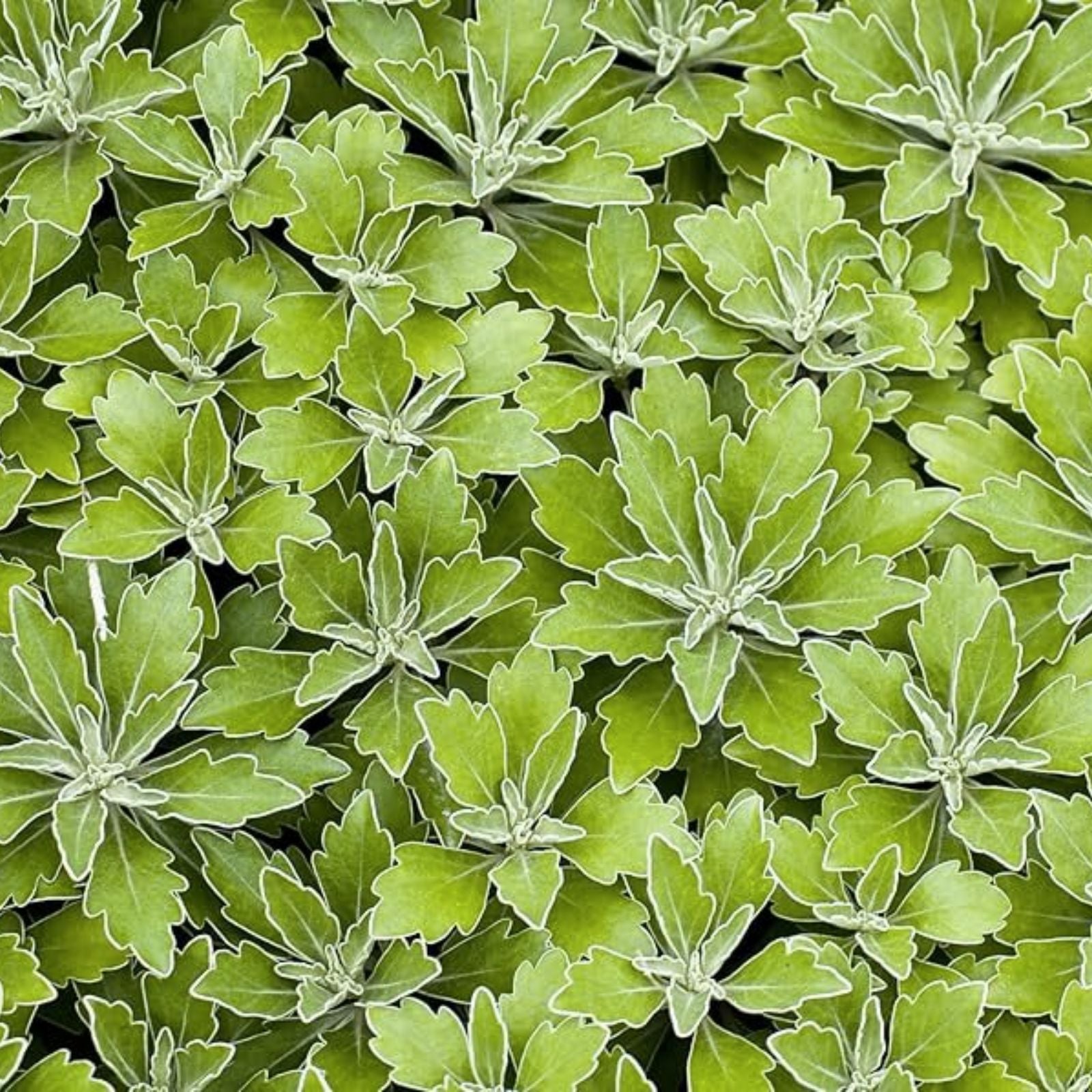 Lambsquarters Seeds for Planting 100 Seeds Organic Chenopodium Album Non-GMO Edible Greens Heirloom