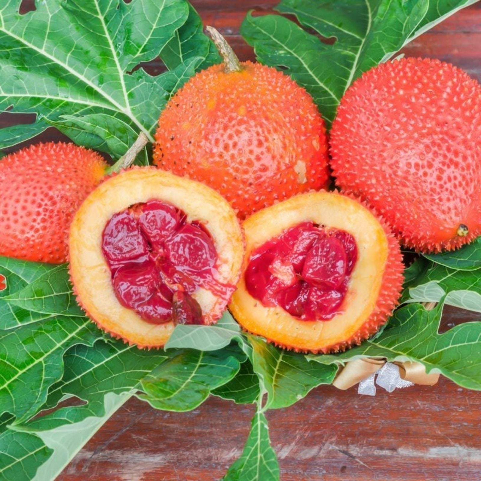 Gac Melon Seeds - 5 Rare Bright Spiky Melon Seeds - Momordica cochinchinensis - Compact Vines for Gardening and Growing