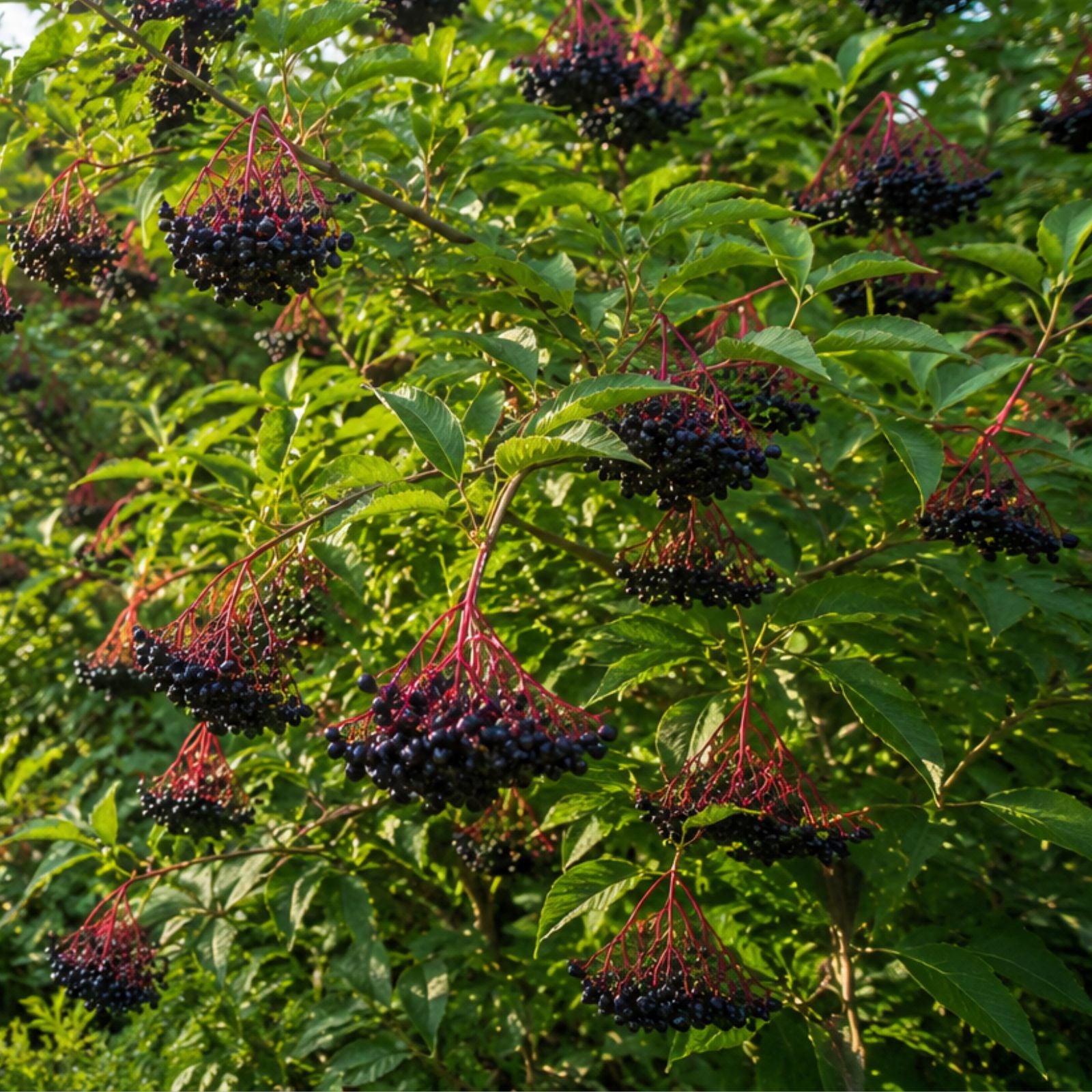 American Elderberry Seeds 250 Non-GMO Sambucus canadensis for Berries and Medicinal Uses