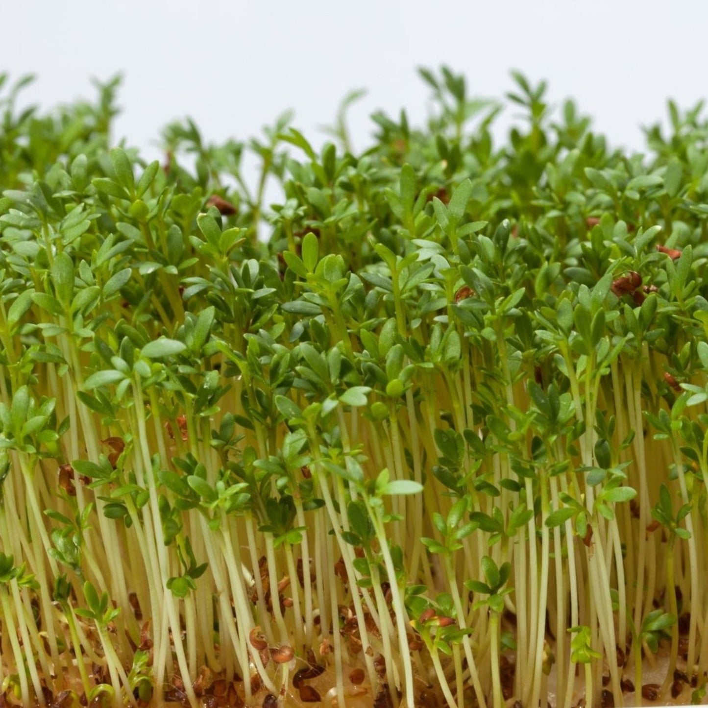 250 Alfalfa Microgreen Seeds – Organic, Non-GMO, Easy to Grow Medicago sativa Microgreens for Healthy Nutrition