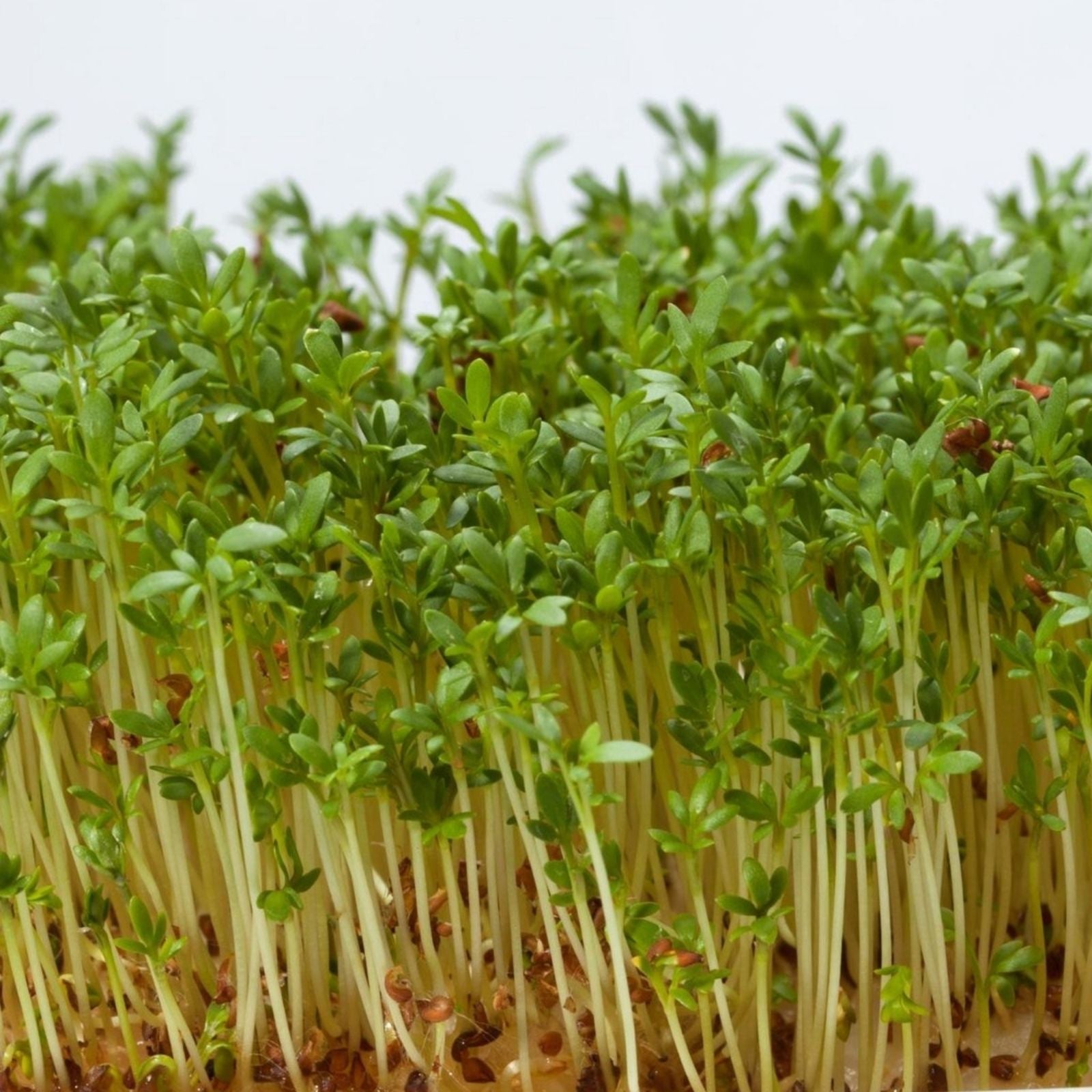 250 Alfalfa Microgreen Seeds – Organic, Non-GMO, Easy to Grow Medicago sativa Microgreens for Healthy Nutrition