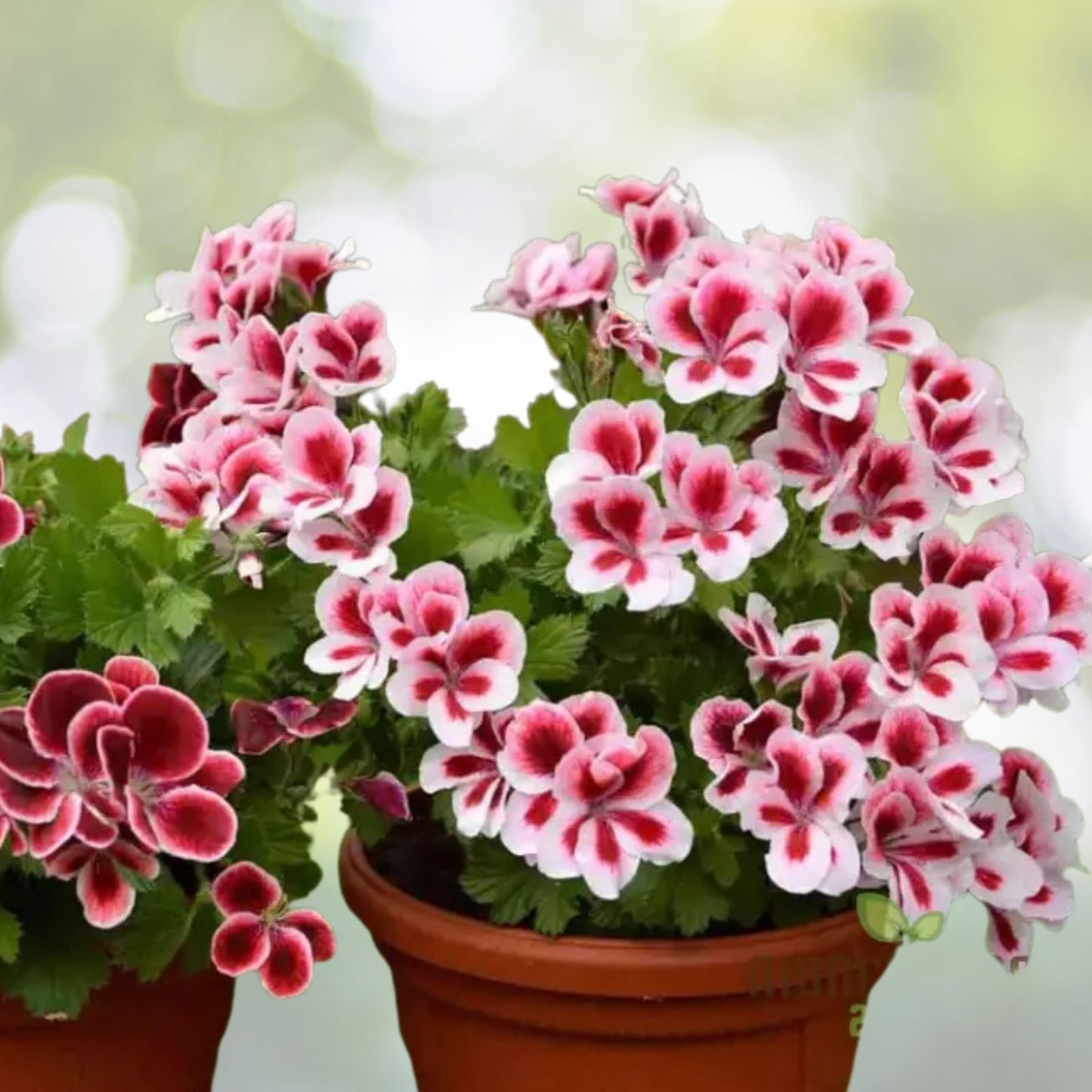 Geranium Seeds 100+ Dragonheart Fragrant Flower Non-GMO Pelargonium spp. Garden Plant Seeds