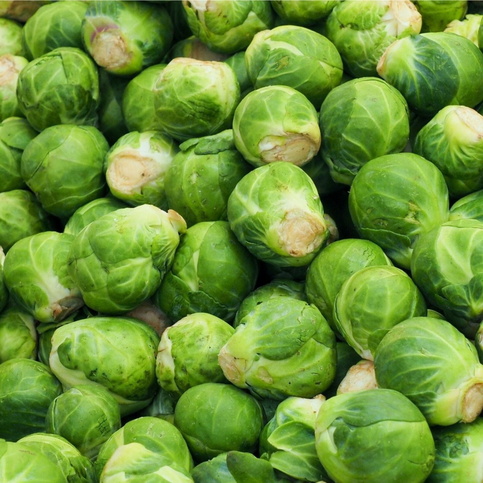 Brussel Sprouts Seeds 300+ Pack for Home Garden Green Variety Brassica oleracea Vegetable Seeds