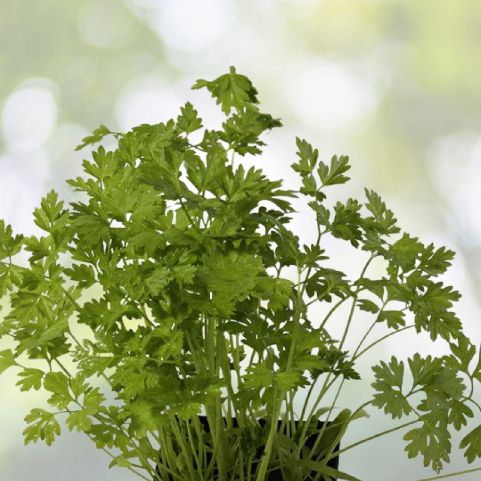 Winter Chervil Seeds - 500+ Count - French Parsley, Sweet Sicily - Gourmet Herb - USA