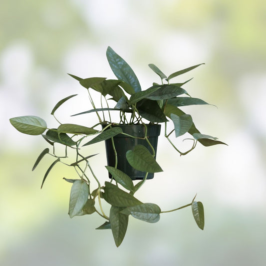 Epipremnum Cebu Blue Cuttings Pack of 5 - Tropical Houseplant Propagation Material - Easy to Grow Indoor Plant