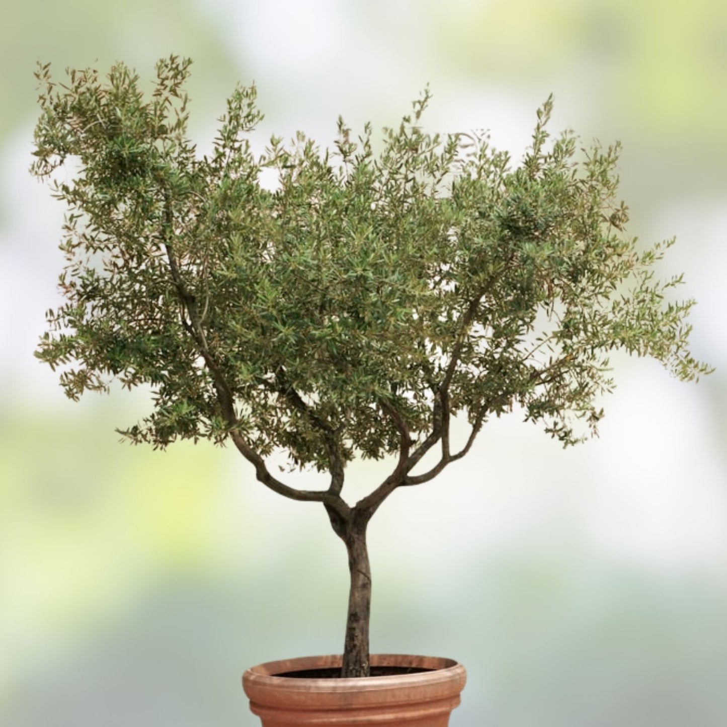 Olive Tree Live Plants 6-12in Fully Rooted Cuttings Olea Europaea for Indoor Outdoor Gardens